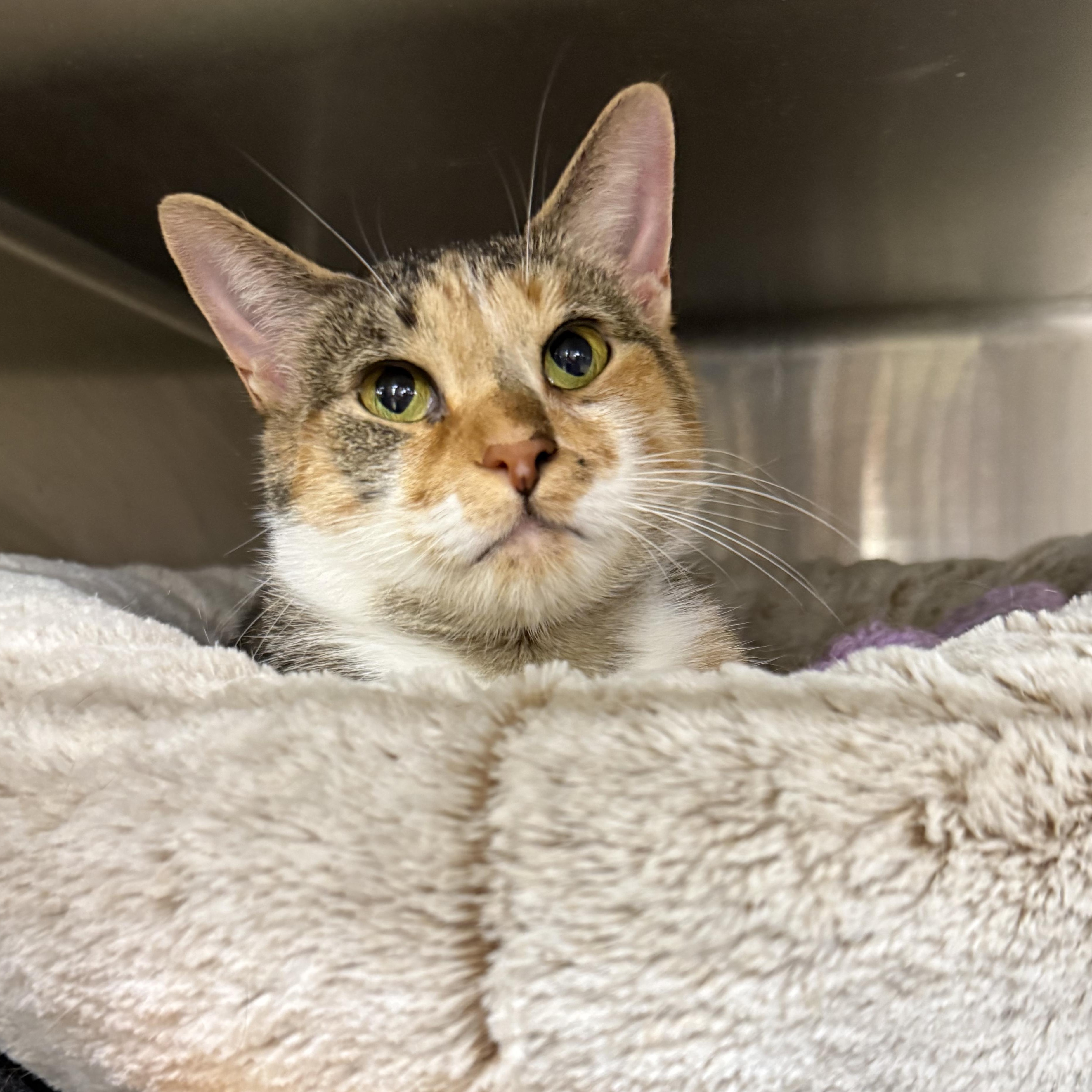 Enlarge Priscilla , a ADOPTABLE Domestic Short Hair in Royal Oak, MI image 1/6