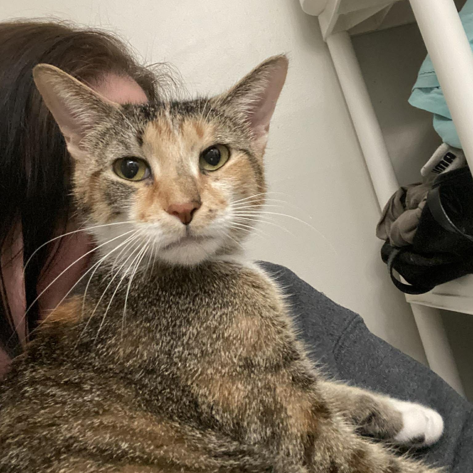 Enlarge Priscilla , a ADOPTABLE Domestic Short Hair in Royal Oak, MI image 3/6