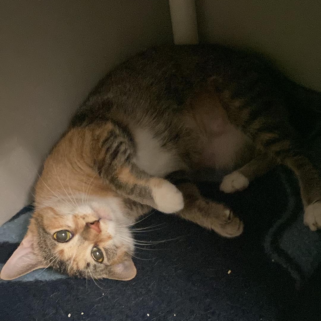 Enlarge Priscilla , a ADOPTABLE Domestic Short Hair in Royal Oak, MI image 5/6