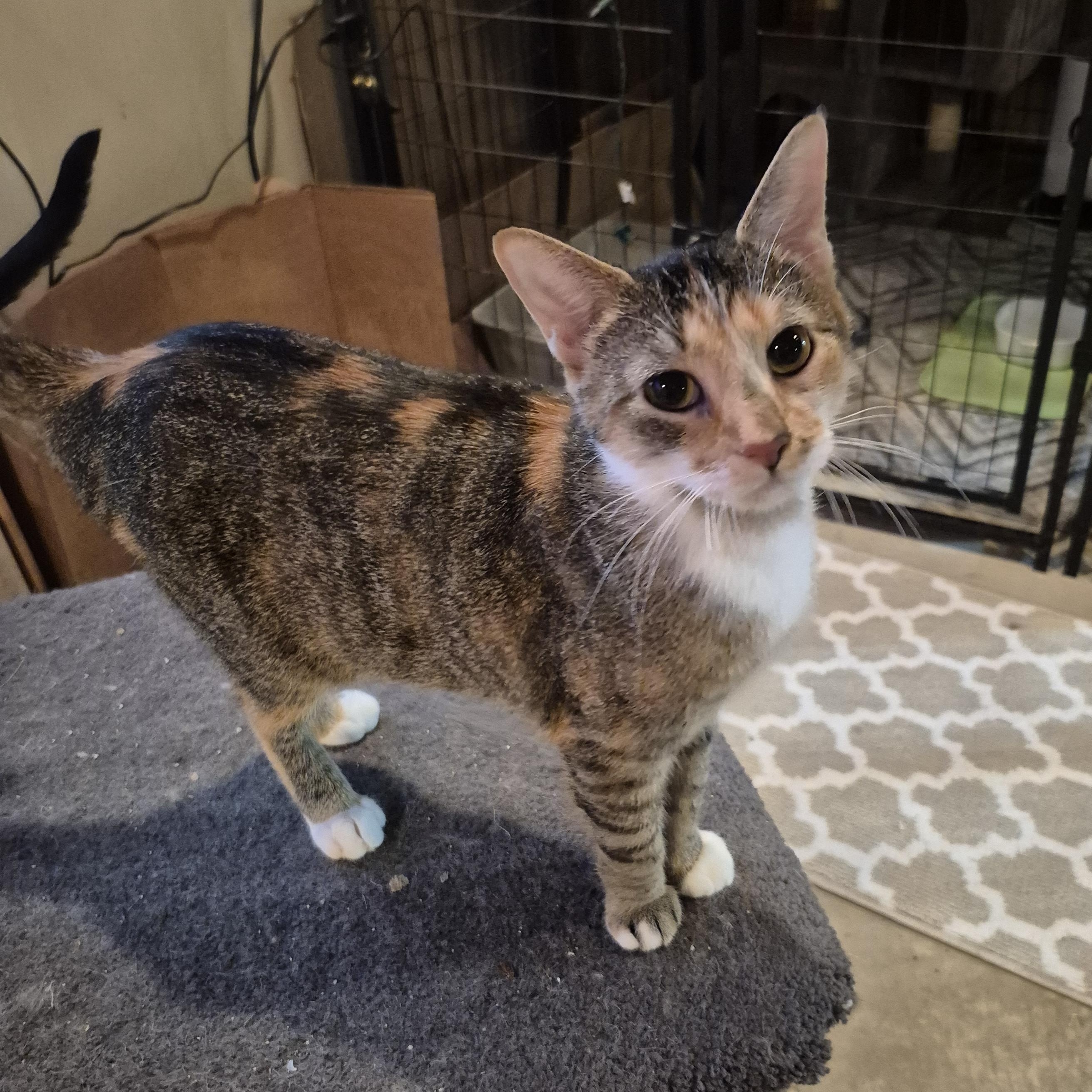 Enlarge Priscilla , a ADOPTABLE Domestic Short Hair in Royal Oak, MI image 4/6