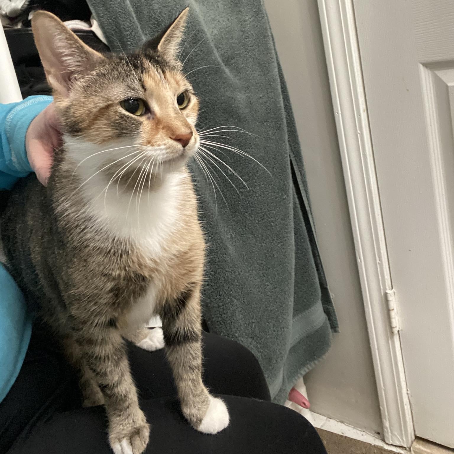 Priscilla , ADOPTABLE, Young Female Domestic Short Hair.