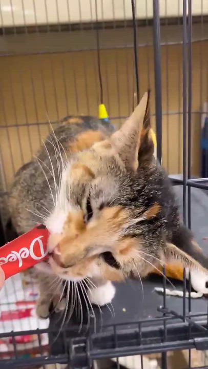 Enlarge Priscilla , a ADOPTABLE Domestic Short Hair in Royal Oak, MI video 6/6