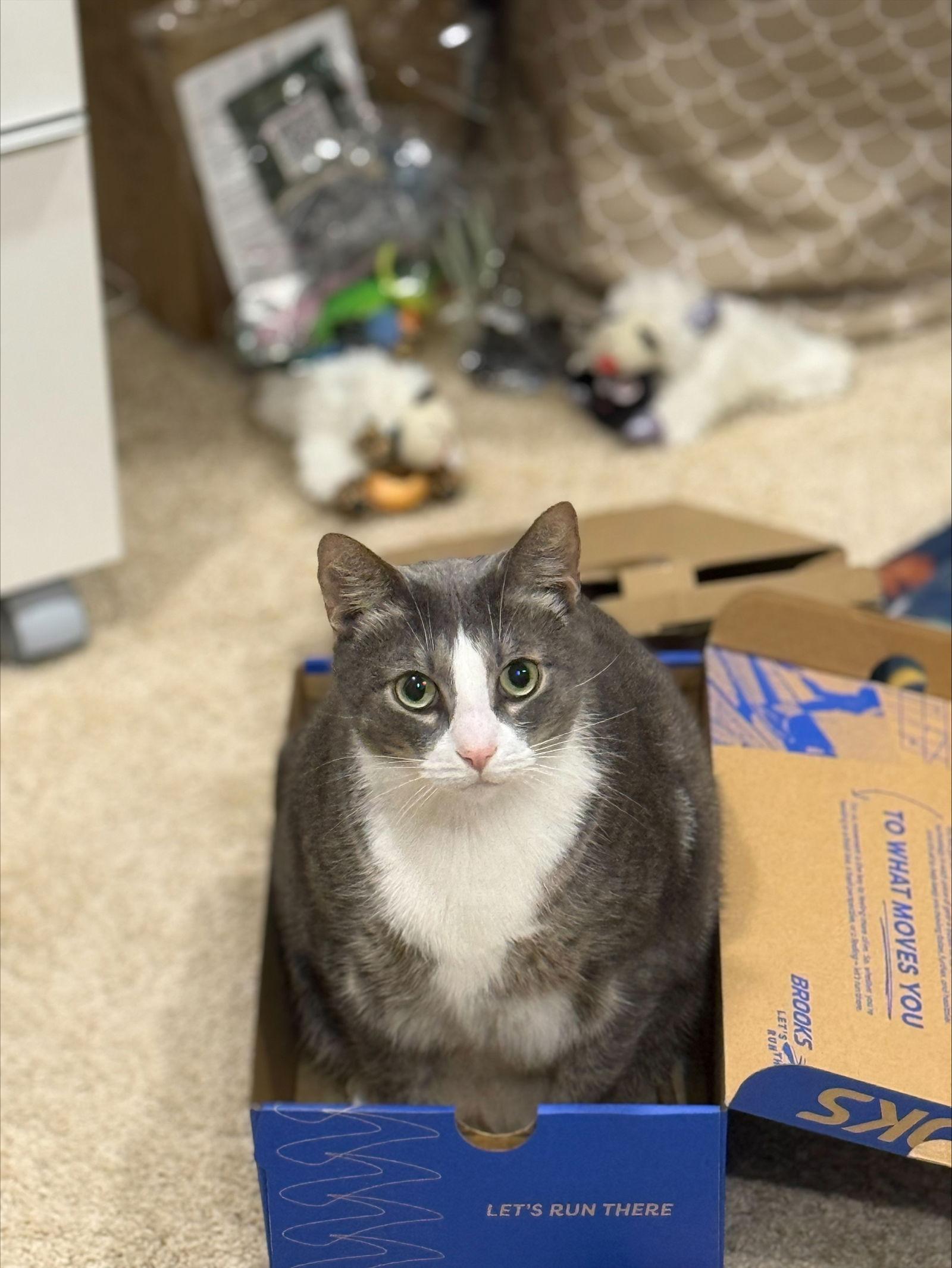 Chase — thumbnail 2