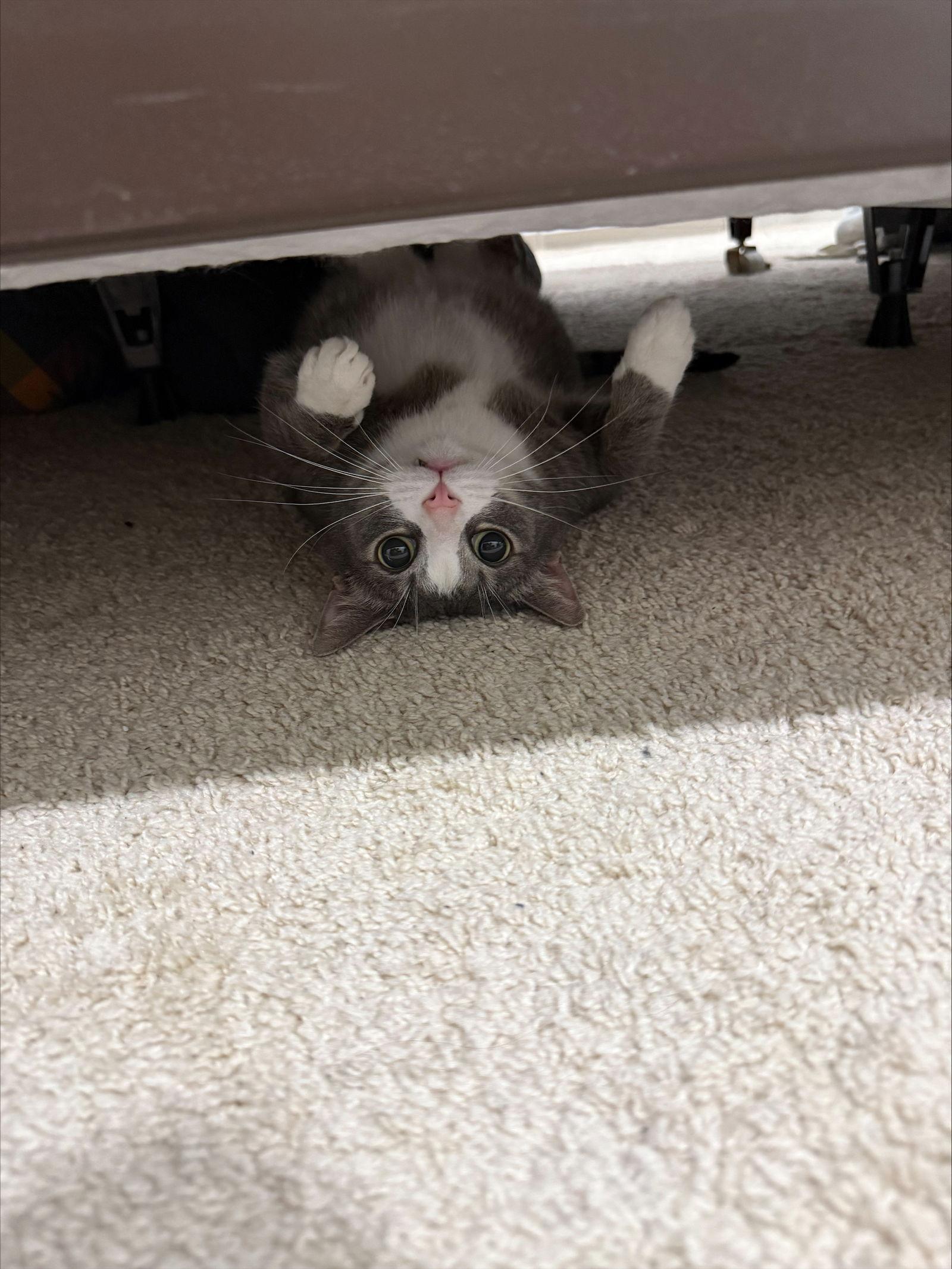 Chase — thumbnail 3