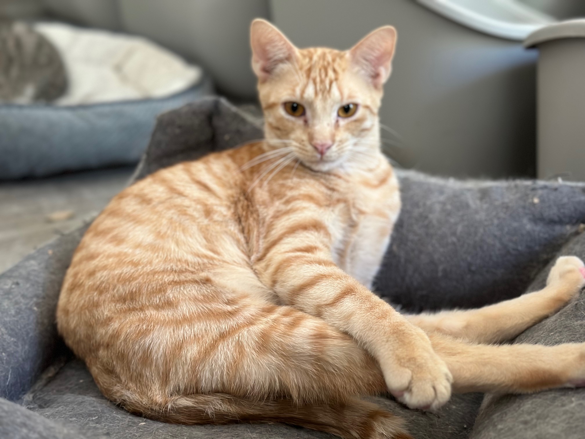 Jonah, Adoptable, Young Male Domestic Short Hair.