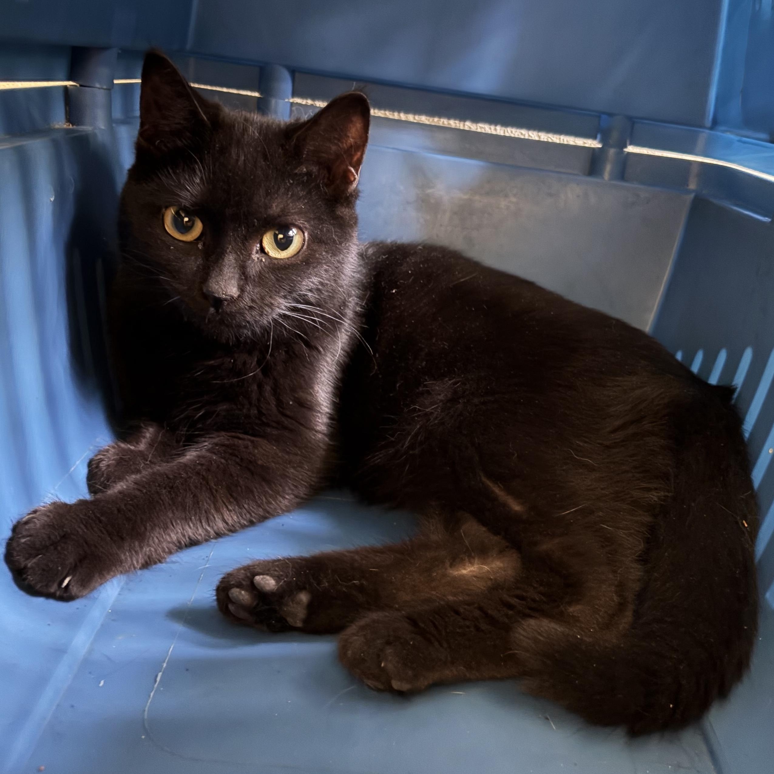 Chole, Adoptable, Kitten Female Domestic Short Hair.