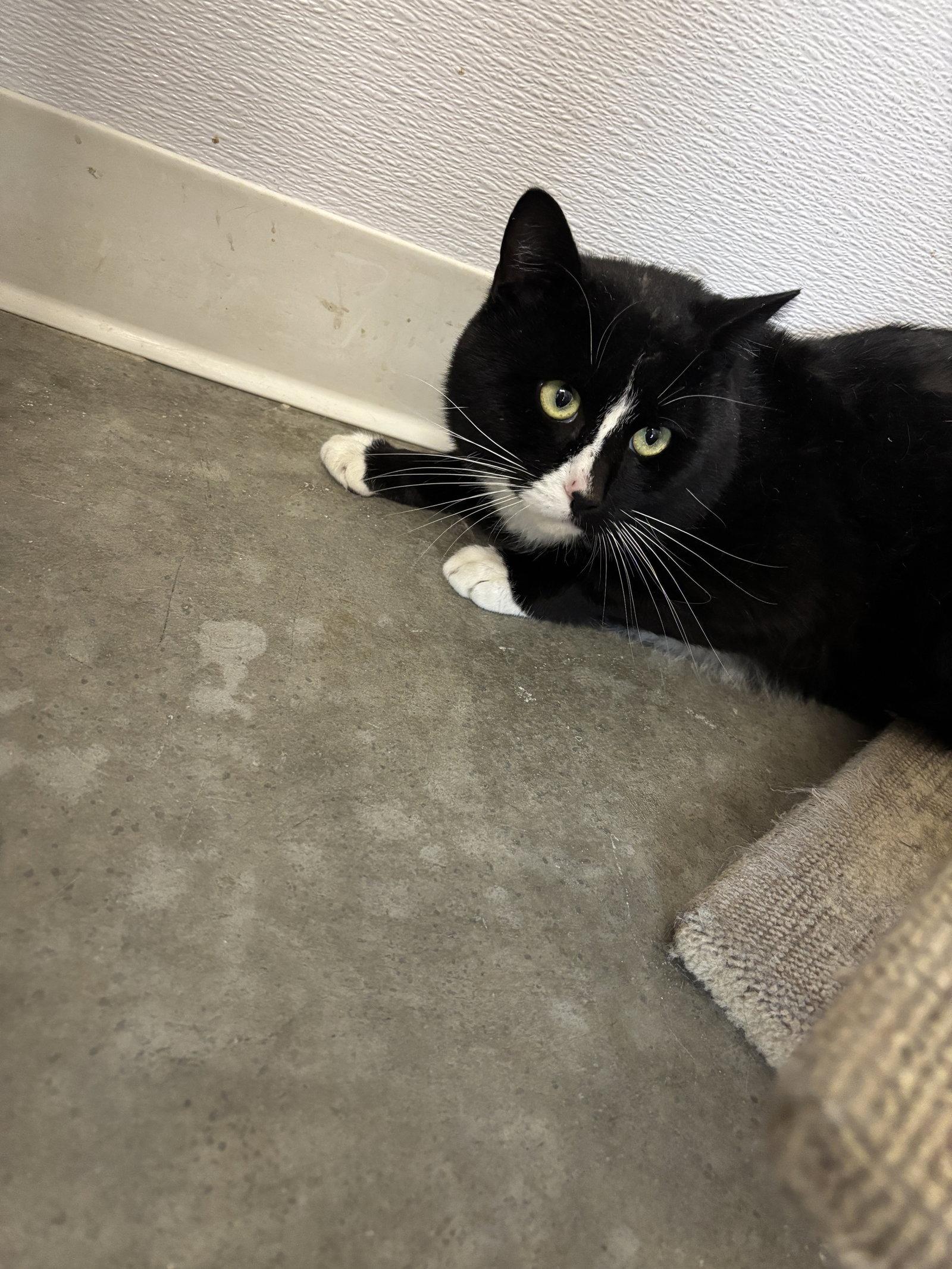 Enlarge Mickey, a Adoptable Domestic Short Hair in Emmett, ID image 1/1