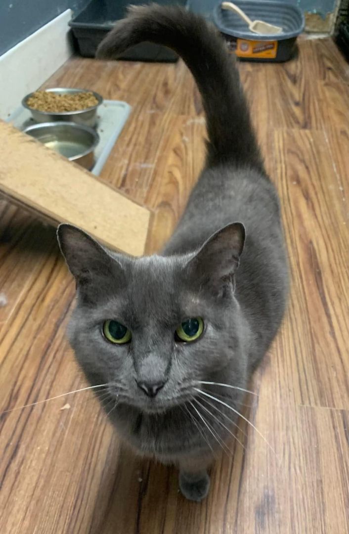 Marge, a Adoptable Domestic Short Hair in Indianapolis, IN image 1/4