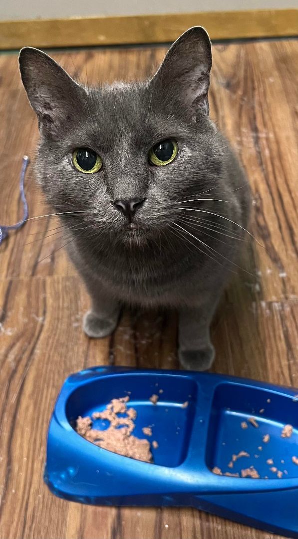 Marge, a Adoptable Domestic Short Hair in Indianapolis, IN image 2/4