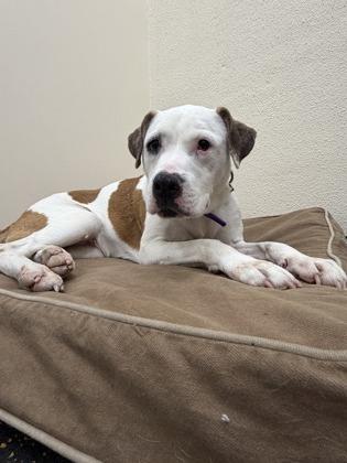 Nyla, a ADOPTABLE mixed breed in Aurora, IL image 2/2