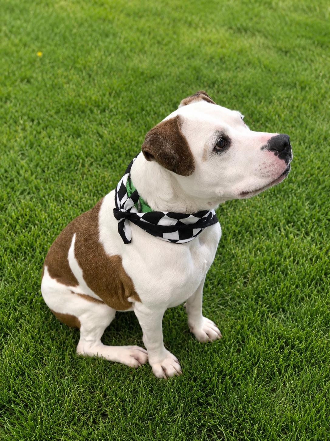 Nyla, a ADOPTABLE mixed breed in Aurora, IL image 1/3