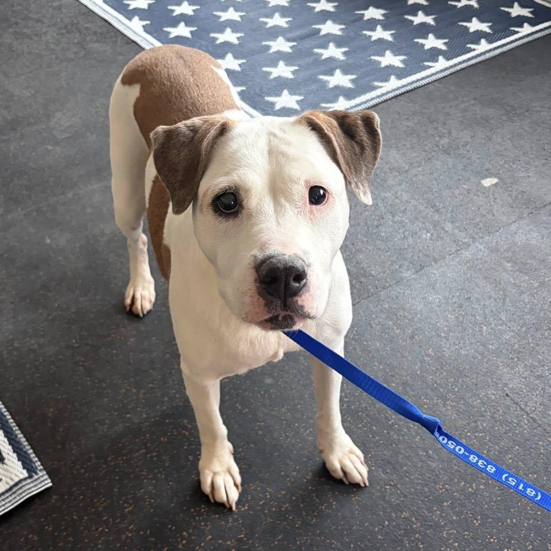 Nyla, ADOPTABLE, Senior Female Pit Bull Terrier & Labrador Retriever.