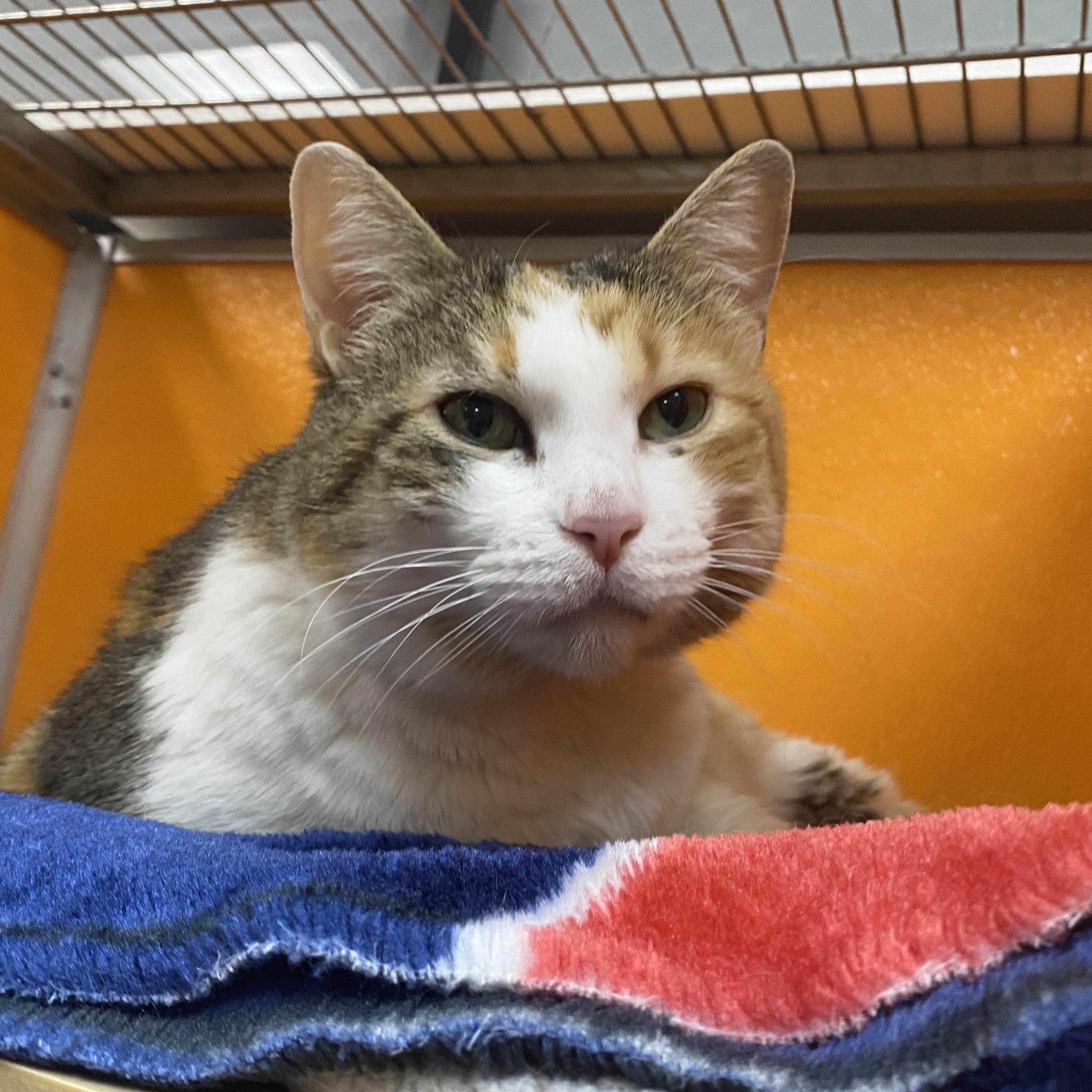 Floof, Adoptable, Adult Female Domestic Short Hair.