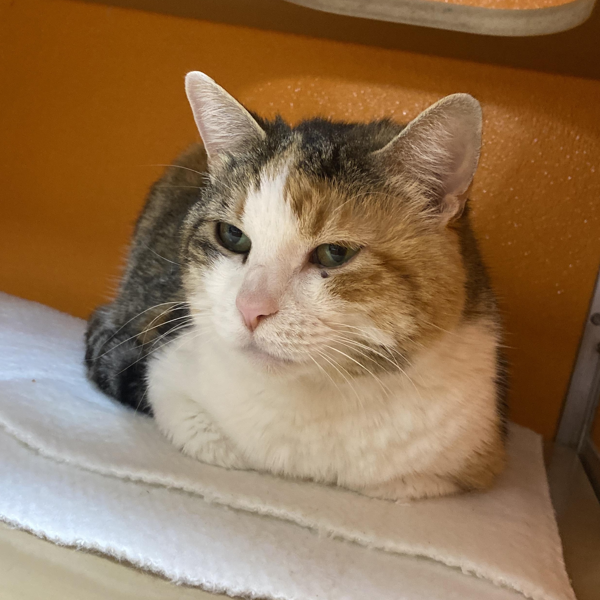 Enlarge Floof, a Adoptable Domestic Short Hair in Elyria, OH image 2/3