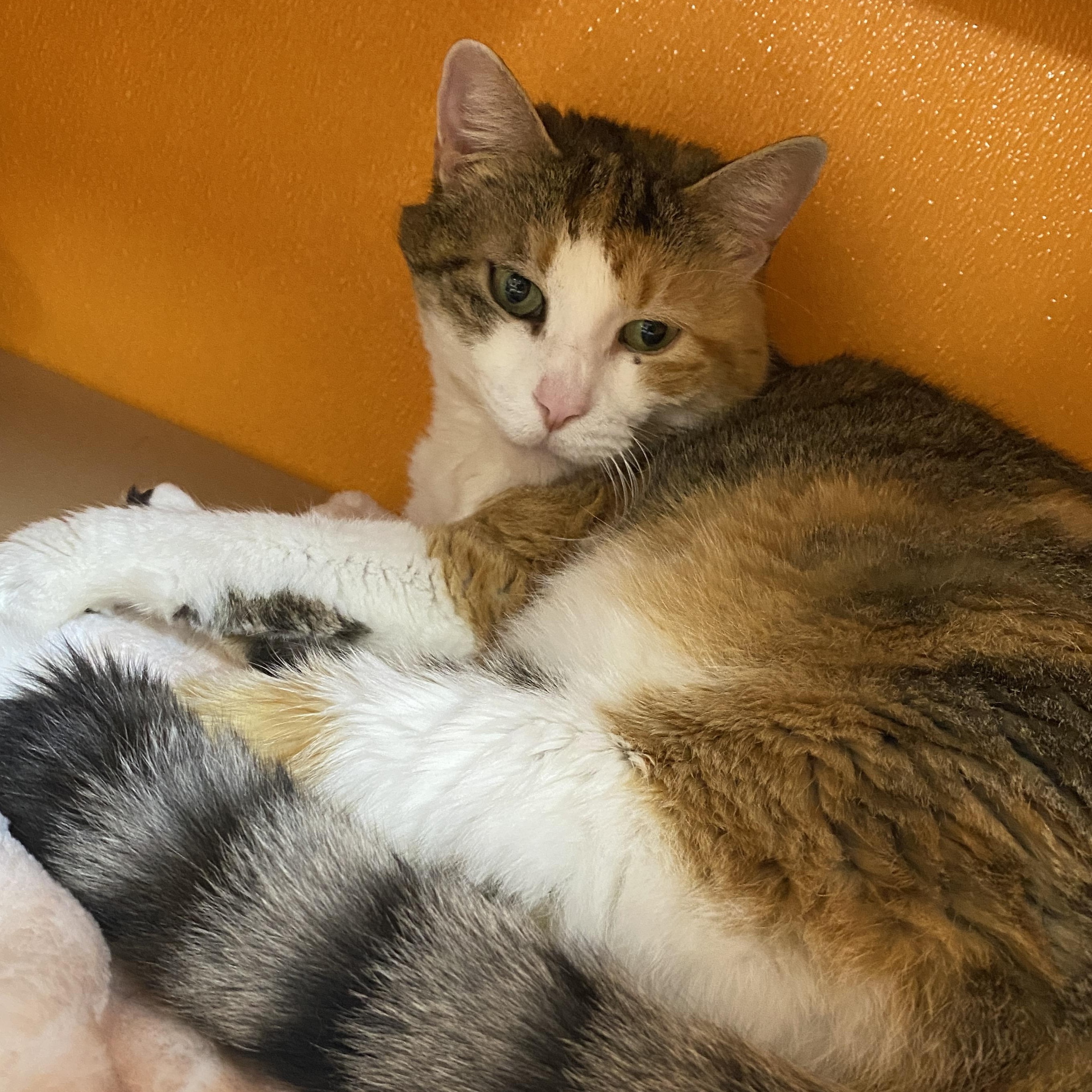 Enlarge Floof, a Adoptable Domestic Short Hair in Elyria, OH image 3/3