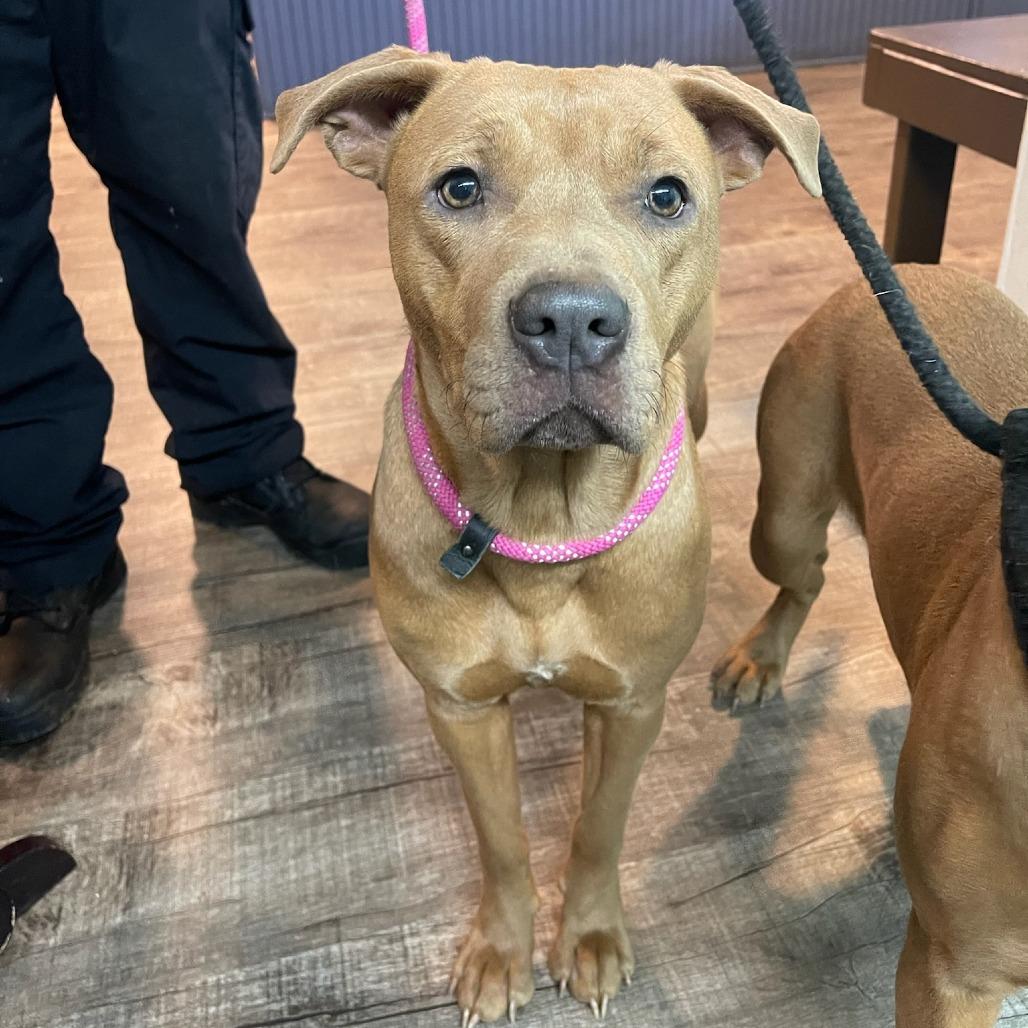 Enlarge Sandy, a Adoptable mixed breed in Chatsworth, CA image 2/2