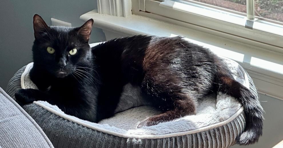 Enlarge Nina, a Adoptable mixed breed in Henrico, VA image 1/4