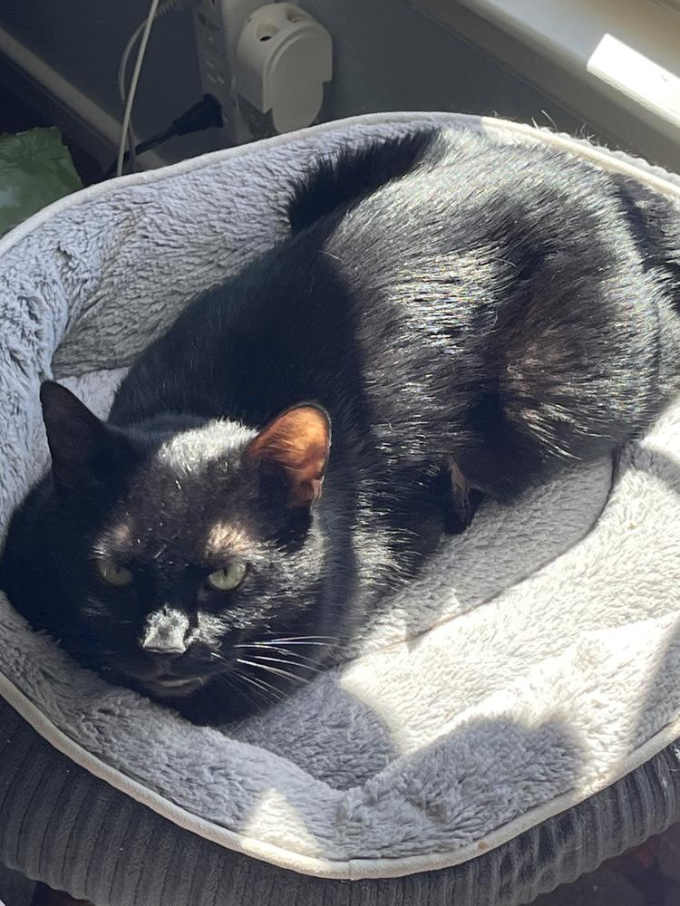 Nina, Adoptable, Adult Female Domestic Short Hair & Domestic Short Hair.