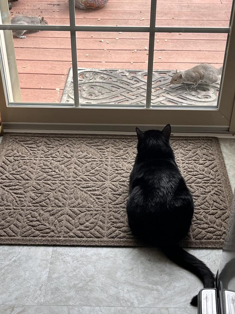 Enlarge Nina, a Adoptable mixed breed in Henrico, VA image 3/4