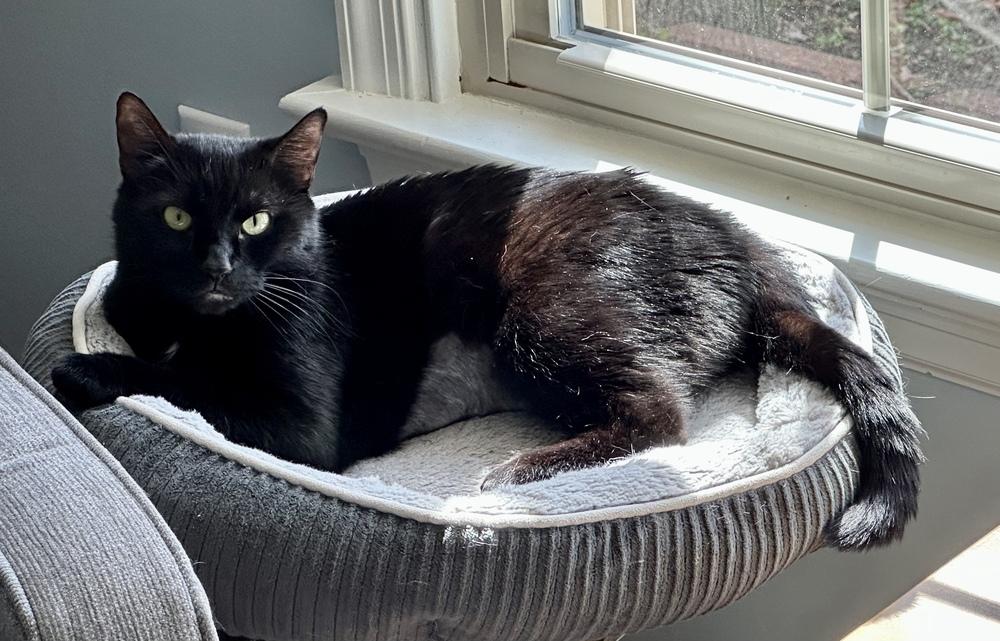 Enlarge Nina, a Adoptable mixed breed in Henrico, VA image 2/3