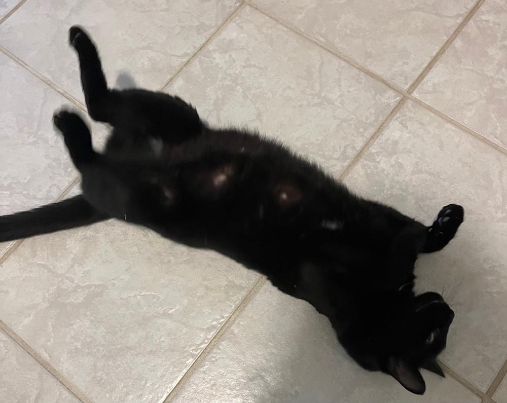 Enlarge Nina, a Adoptable mixed breed in Henrico, VA image 3/3