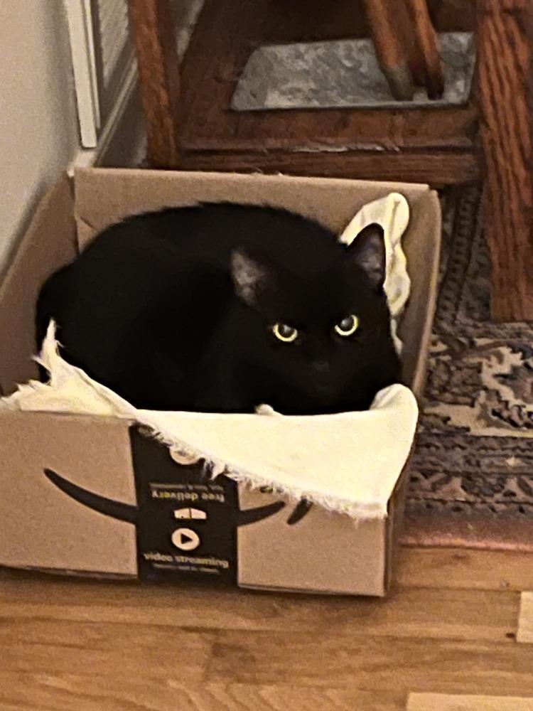 Enlarge Nina, a Adoptable mixed breed in Henrico, VA image 4/4