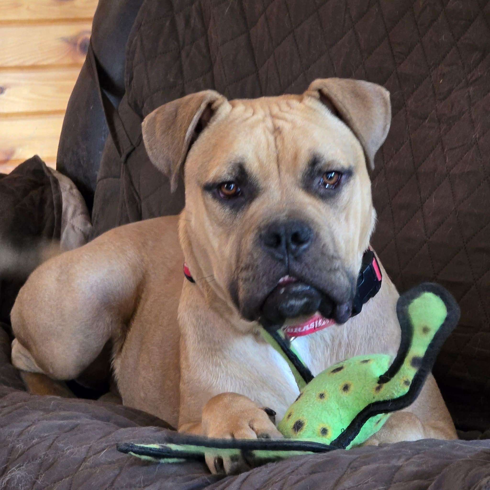 Capone