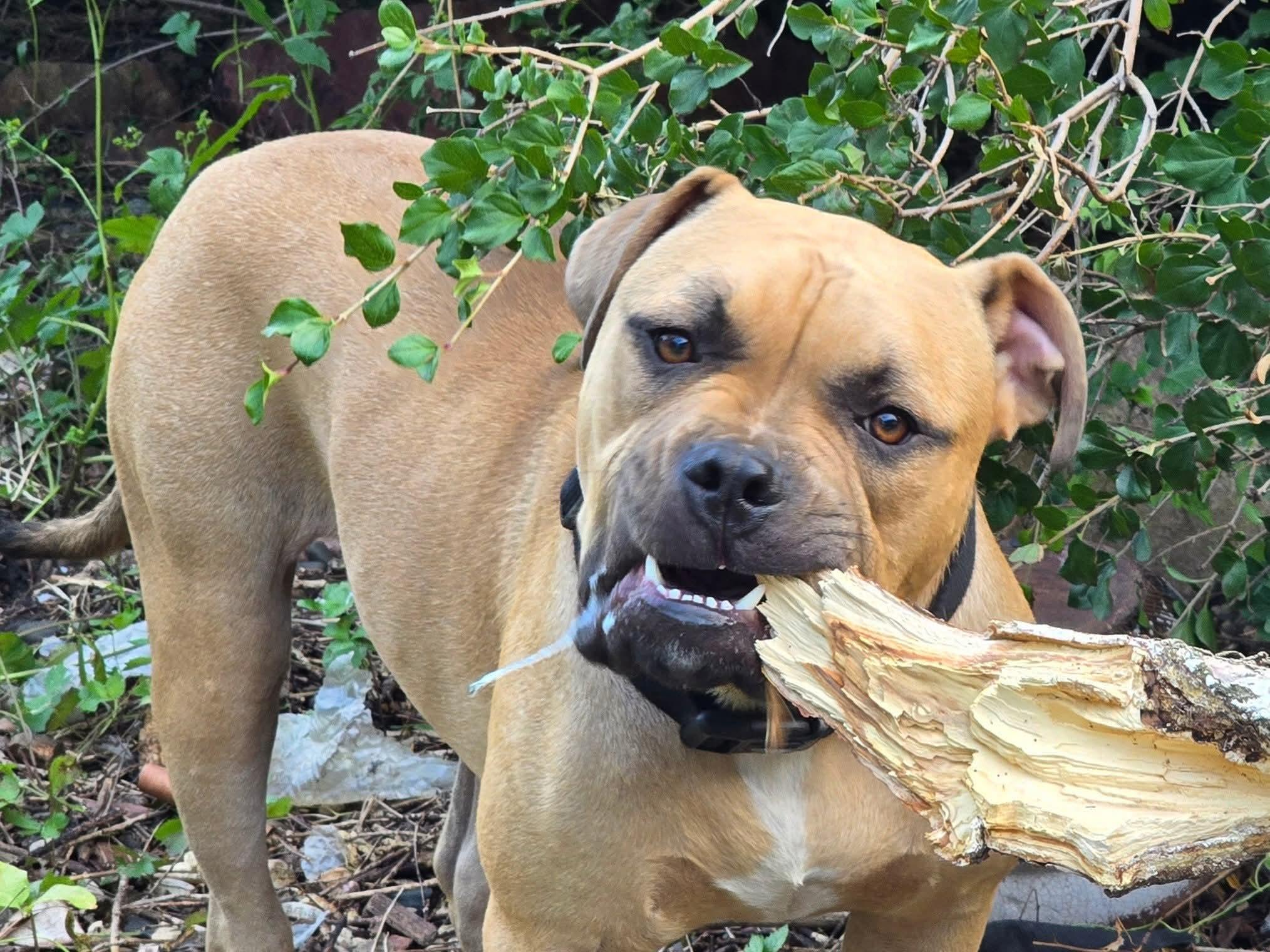Capone