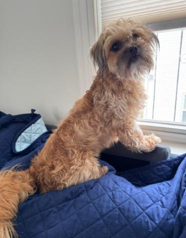 Enlarge Maripily in RI, a Adopted Shih Tzu in Cranston, RI image 1/3