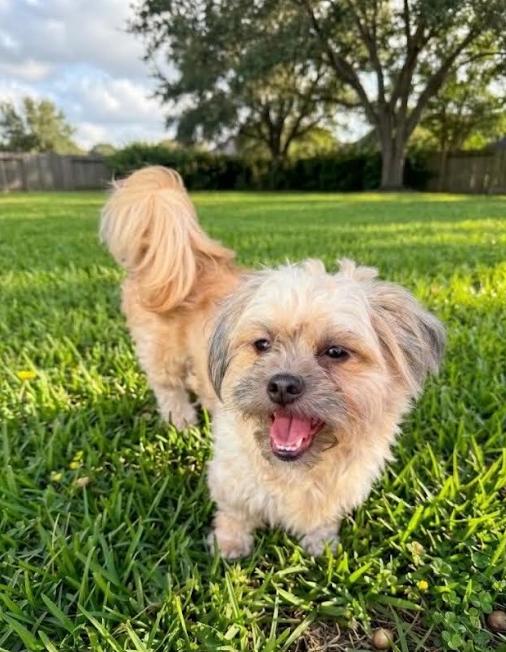 Enlarge Maripily in RI, a Adopted Shih Tzu in Cranston, RI image 2/3