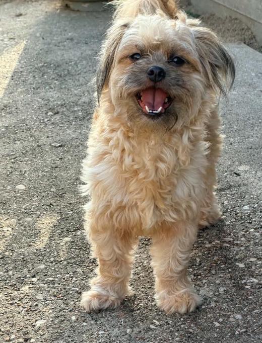 Enlarge Maripily in RI, a Adopted Shih Tzu in Cranston, RI image 3/3