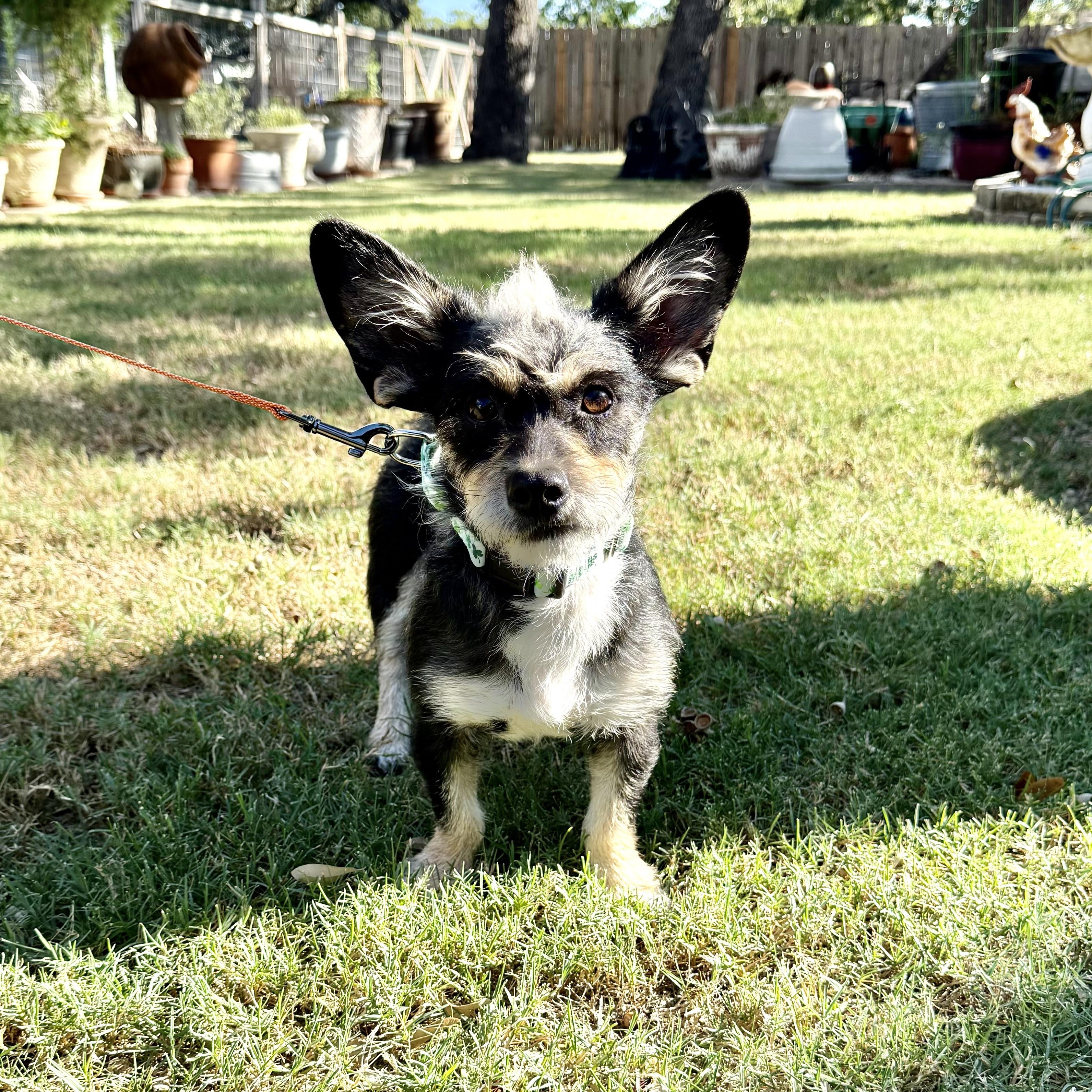 Enlarge Shazaaam AKA Shorty the low-rider, a Adoptable mixed breed in Lockhart, TX image 6/6
