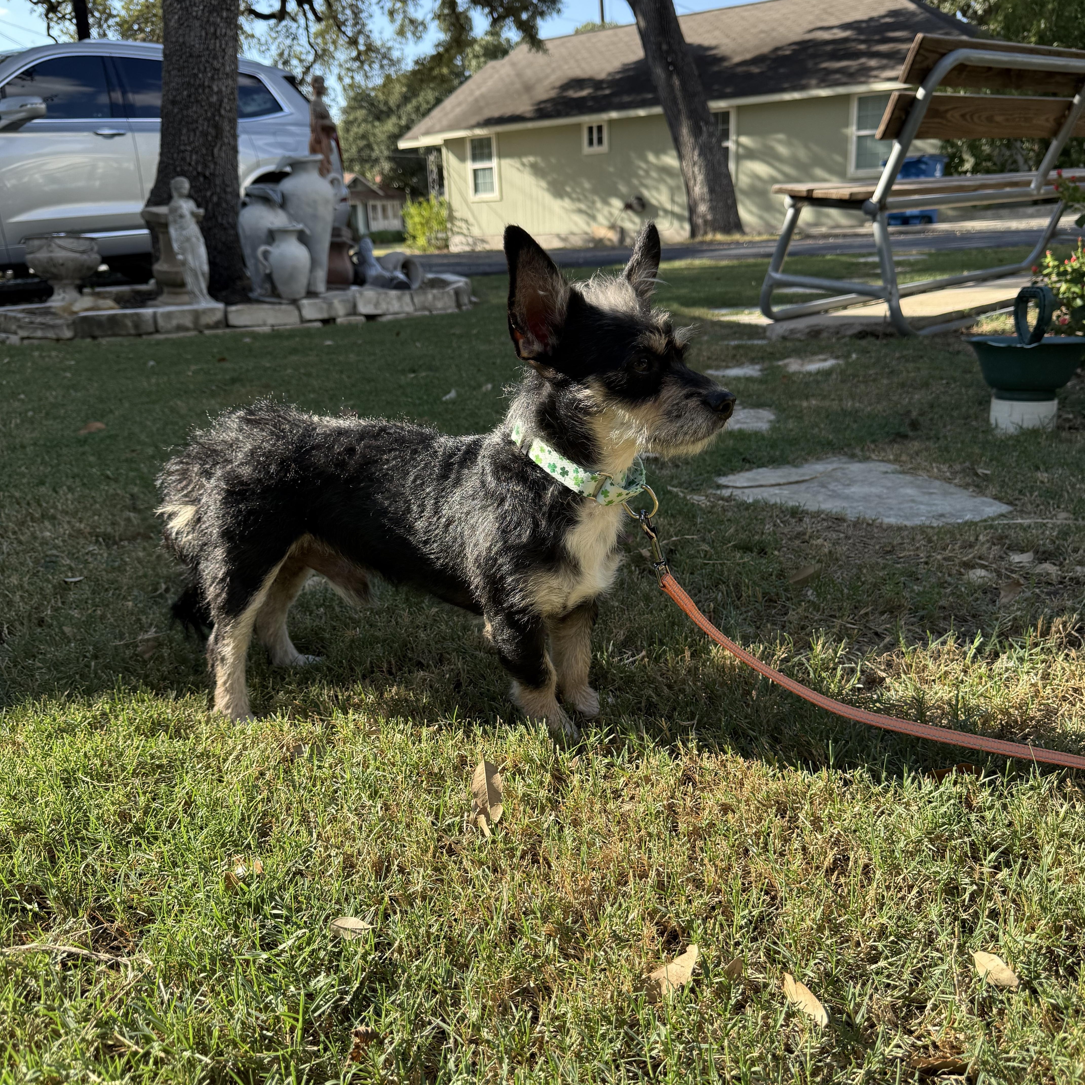 Enlarge Shazaaam AKA Shorty the low-rider, a Adoptable mixed breed in Lockhart, TX image 2/6