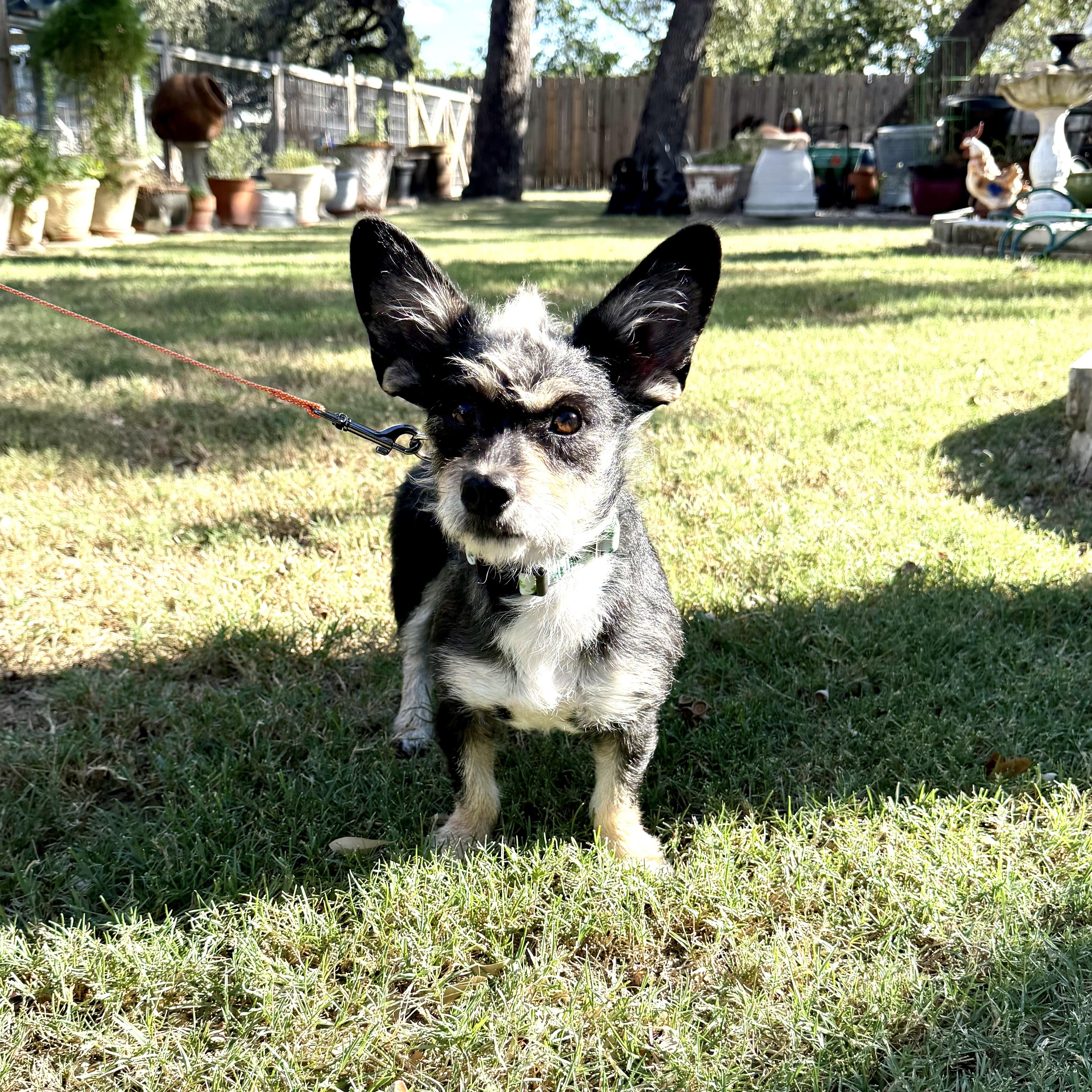 Shazaaam AKA Shorty the low-rider, Adoptable, Adult Male Yorkshire Terrier & Cairn Terrier.