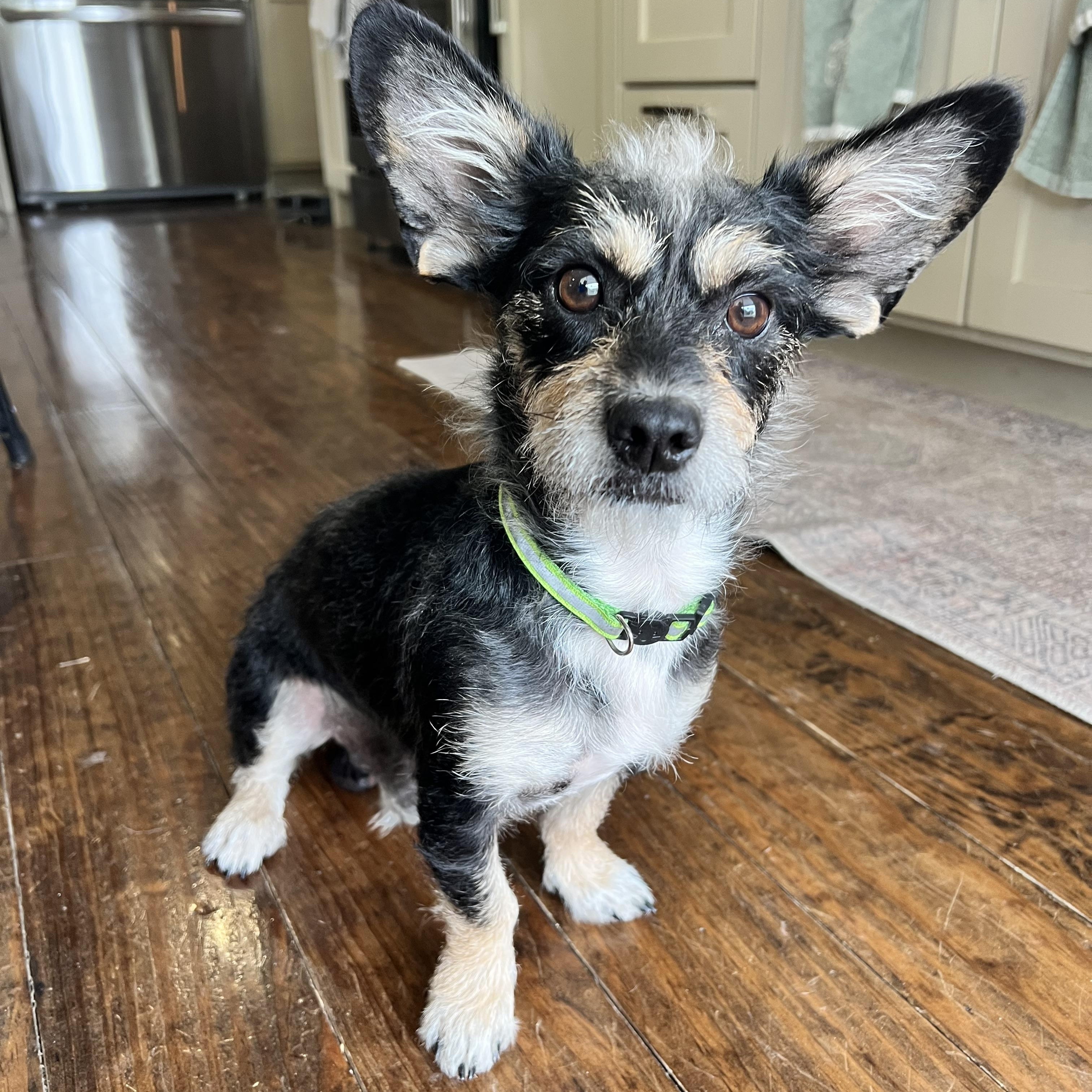 Enlarge Shazaaam AKA Shorty the low-rider, a Adoptable mixed breed in Lockhart, TX image 4/6