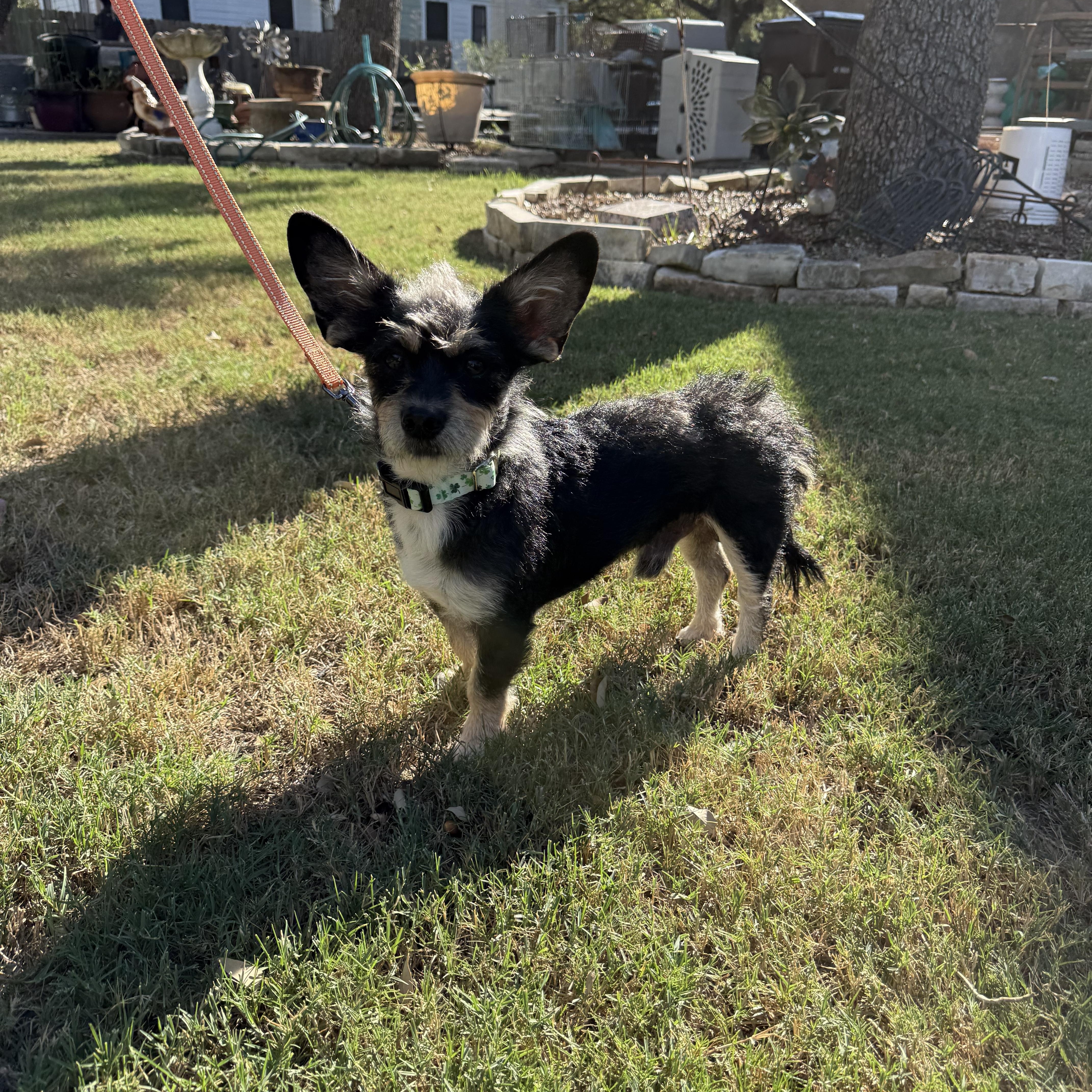 Enlarge Shazaaam AKA Shorty the low-rider, a Adoptable mixed breed in Lockhart, TX image 5/6