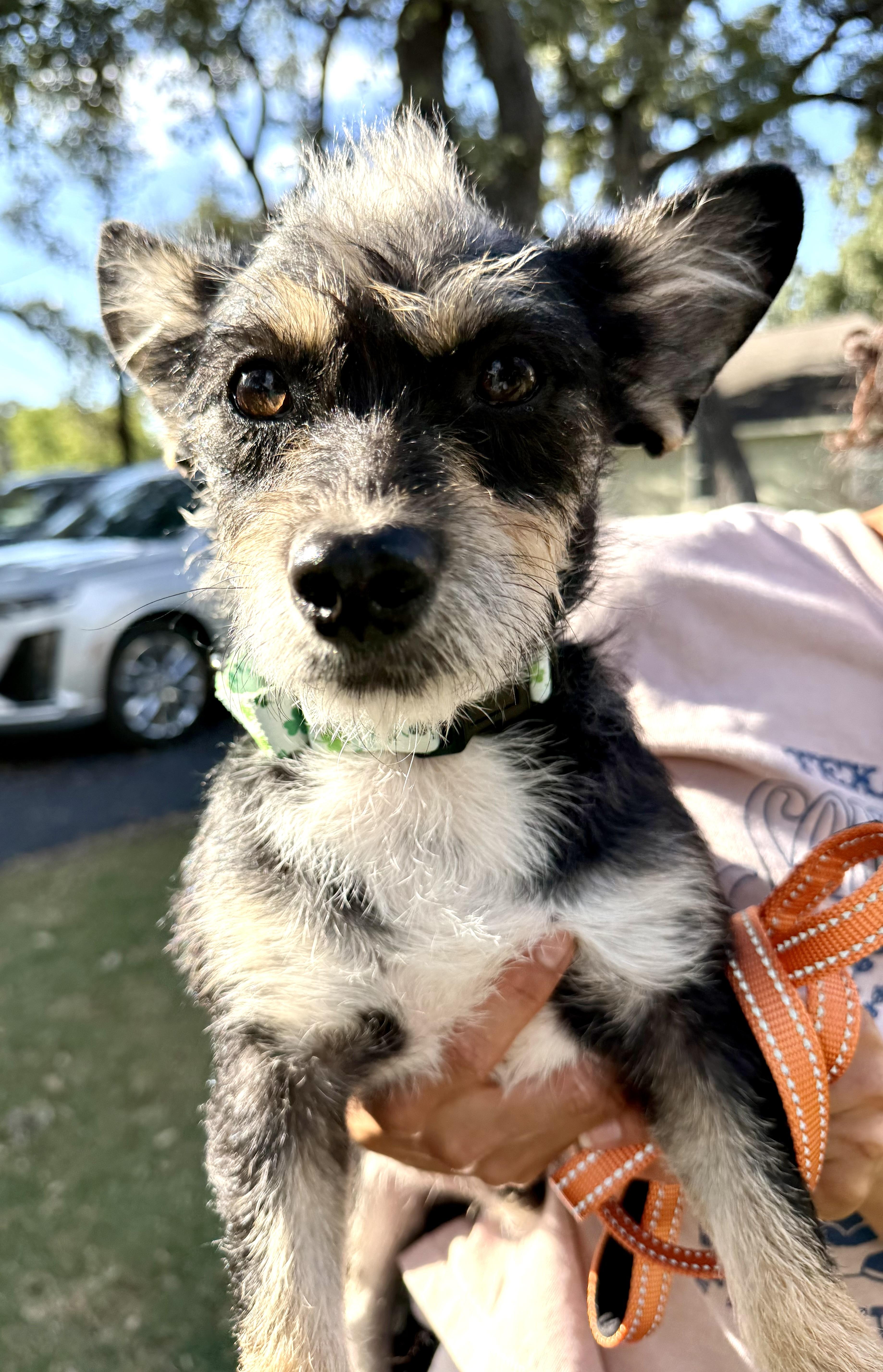 Enlarge Shazaaam AKA Shorty the low-rider, a Adoptable mixed breed in Lockhart, TX image 3/6