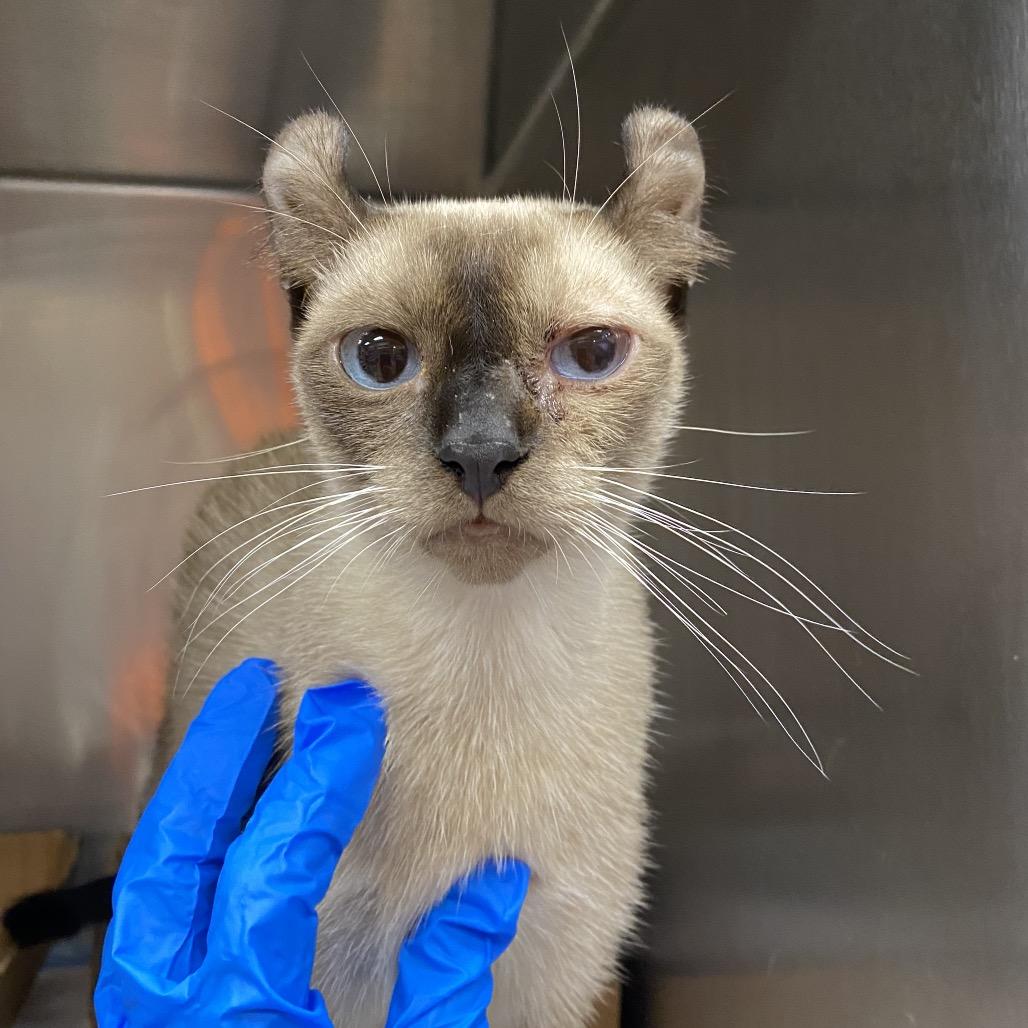 Curly Sue, Adoptable, Adult Female Siamese & American Curl.