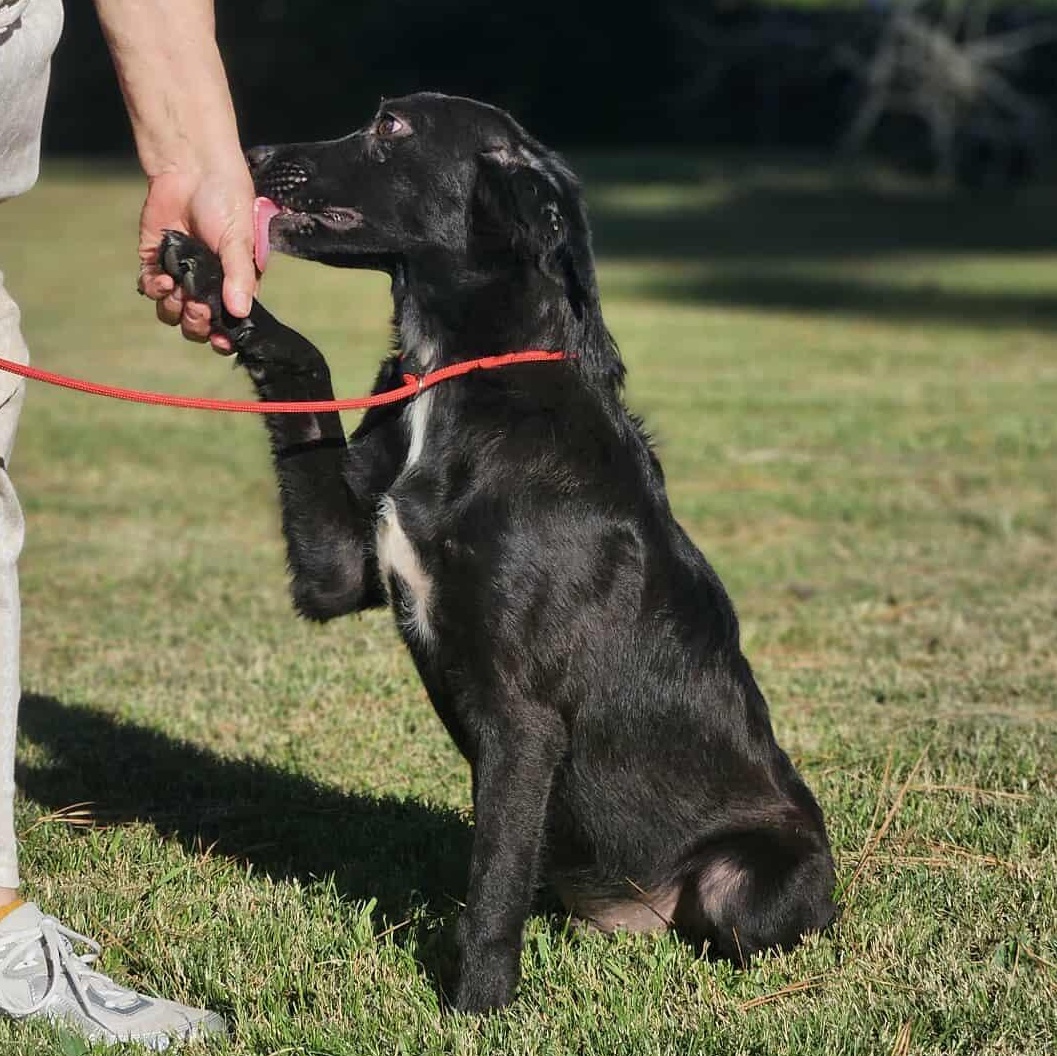 Beauregard -(Bo), Adoptable, Young Male Labrador Retriever & Hound.