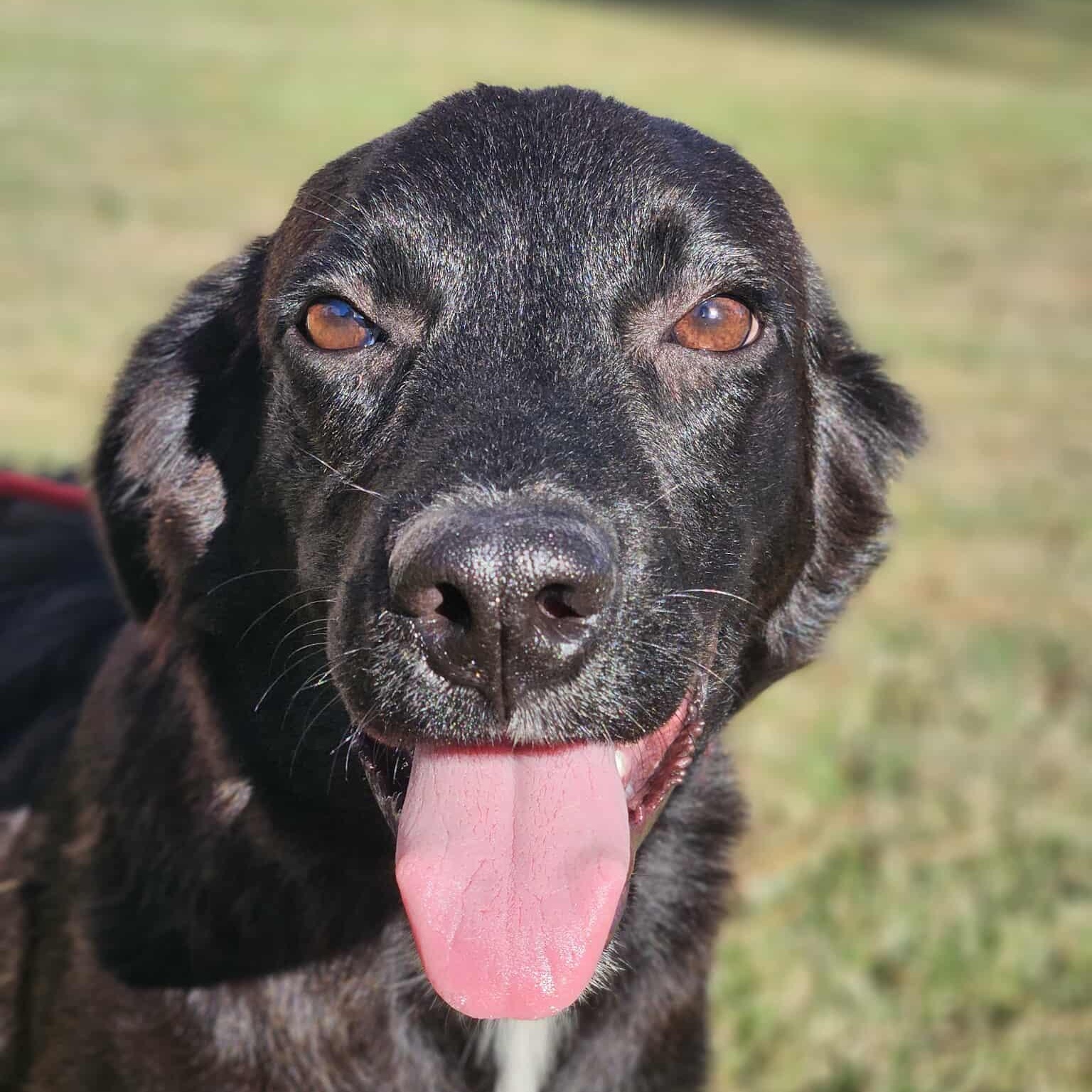 Enlarge Beauregard -(Bo), a Adoptable mixed breed in Bethpage, NY image 2/3