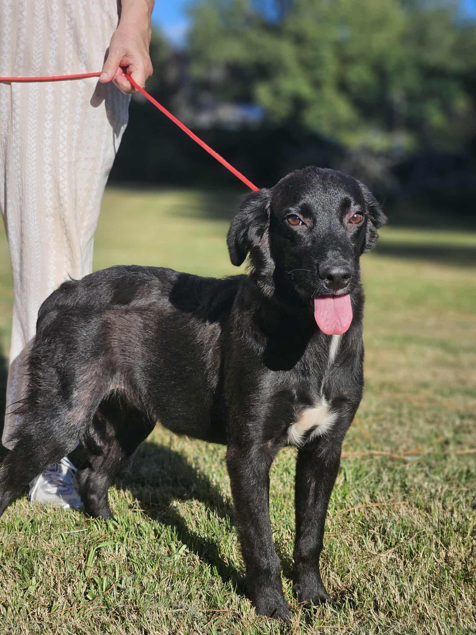 Enlarge Beauregard -(Bo), a Adoptable mixed breed in Bethpage, NY image 3/3