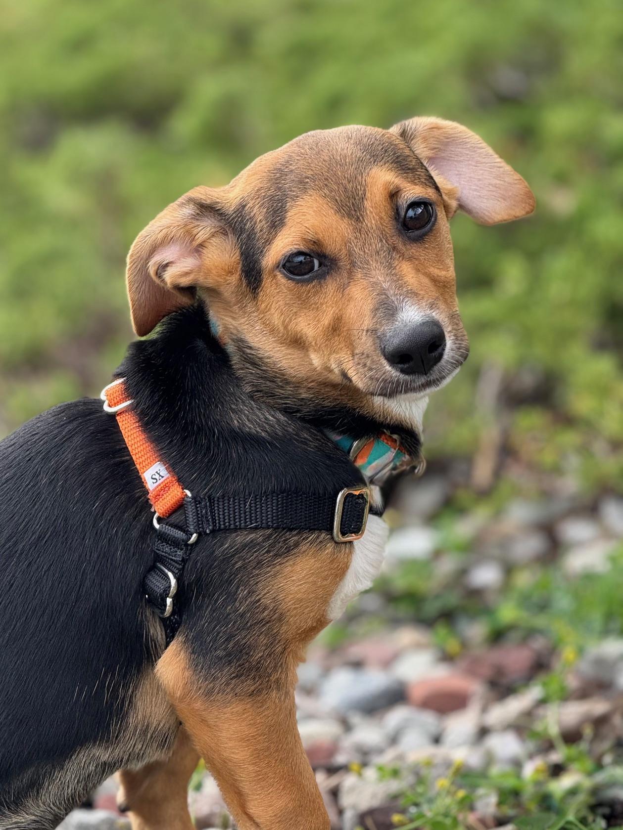Stiorra, an adoptable Beagle, Terrier in Eagle, CO, 81631 | Photo Image 4