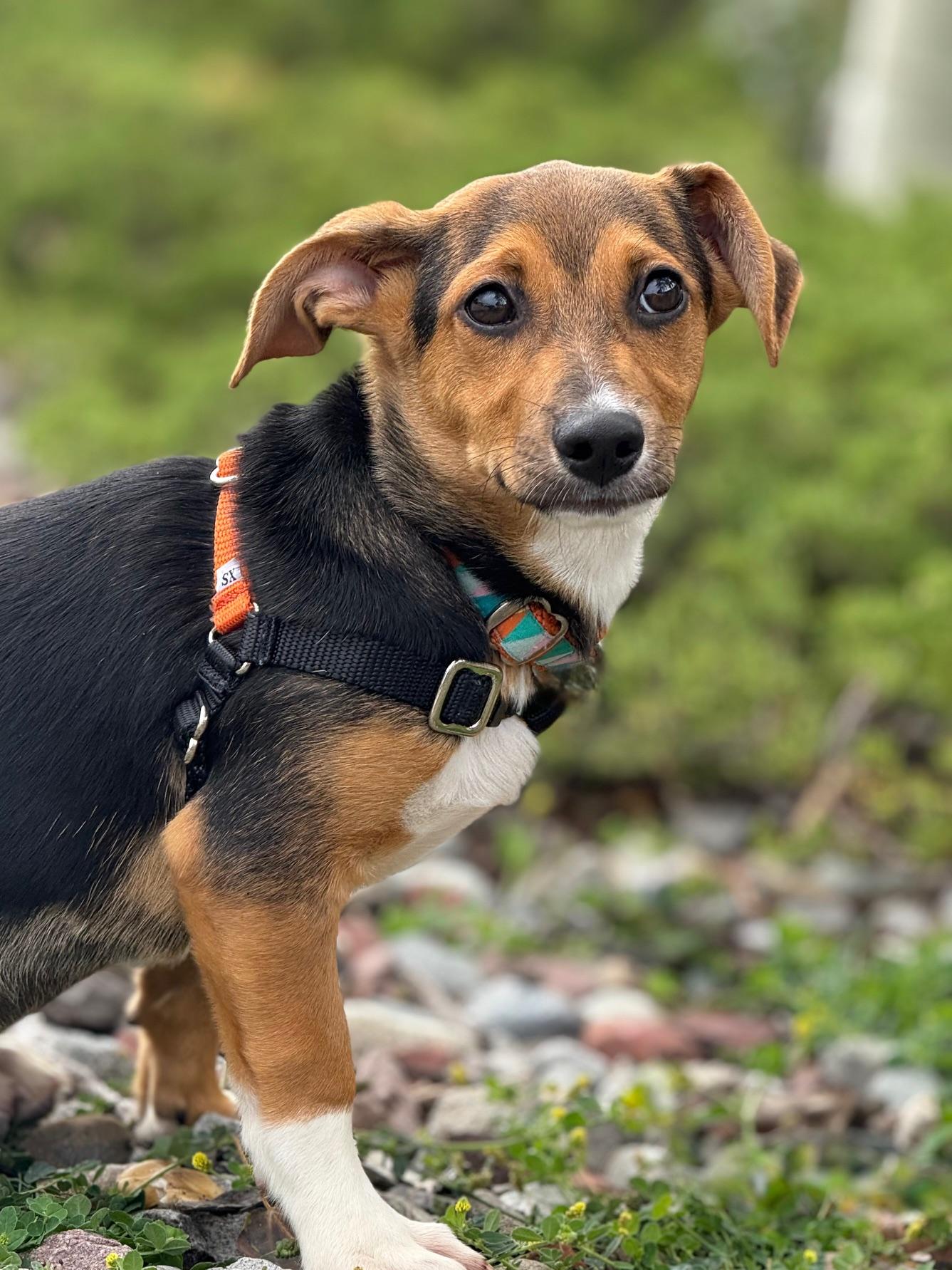 Stiorra, an adoptable Beagle, Terrier in Eagle, CO, 81631 | Photo Image 2