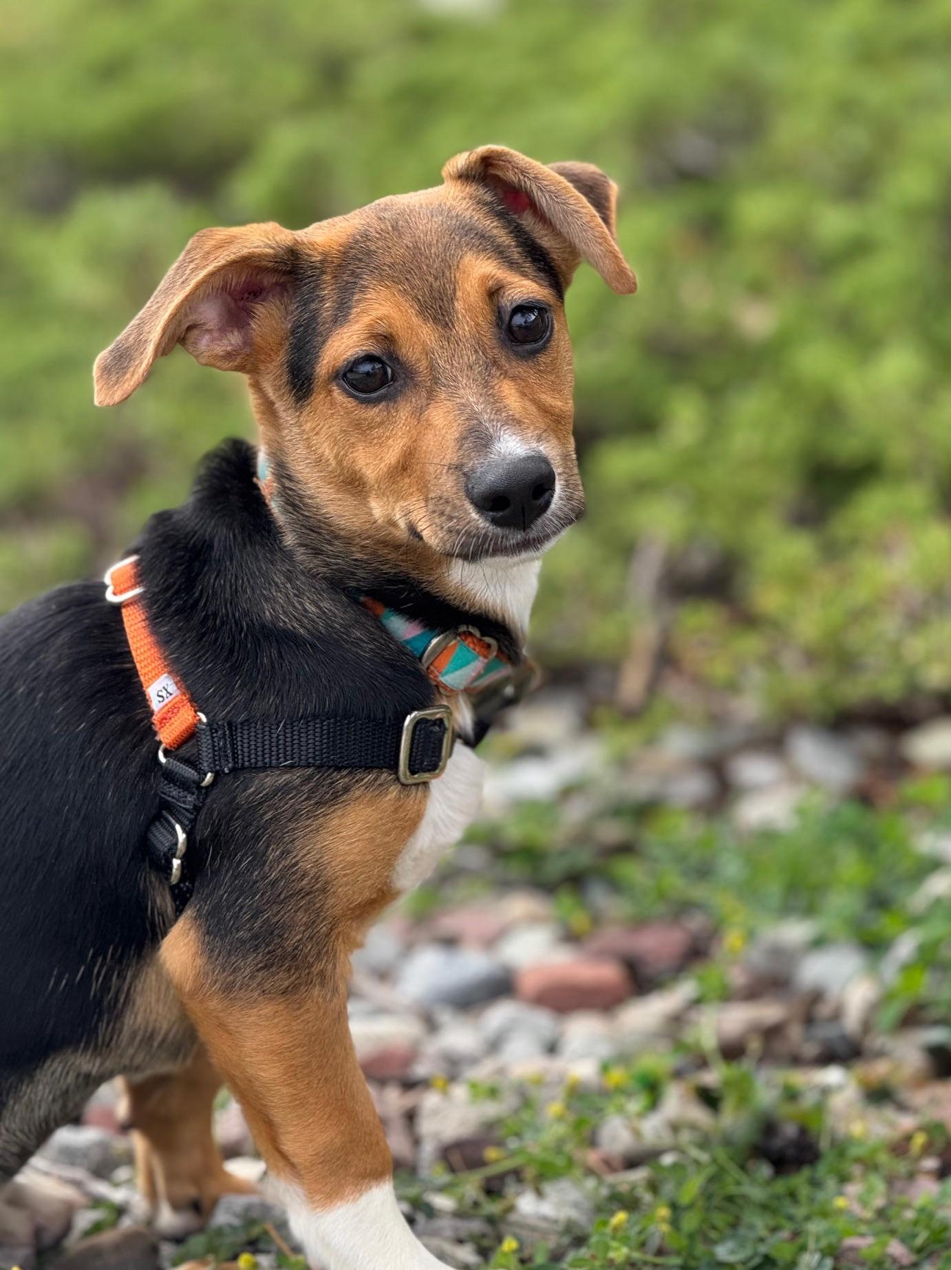 Stiorra, an adoptable Beagle, Terrier in Eagle, CO, 81631 | Photo Image 3