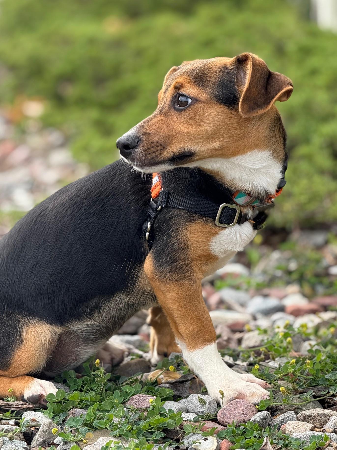 Stiorra, an adoptable Beagle, Terrier in Eagle, CO, 81631 | Photo Image 5