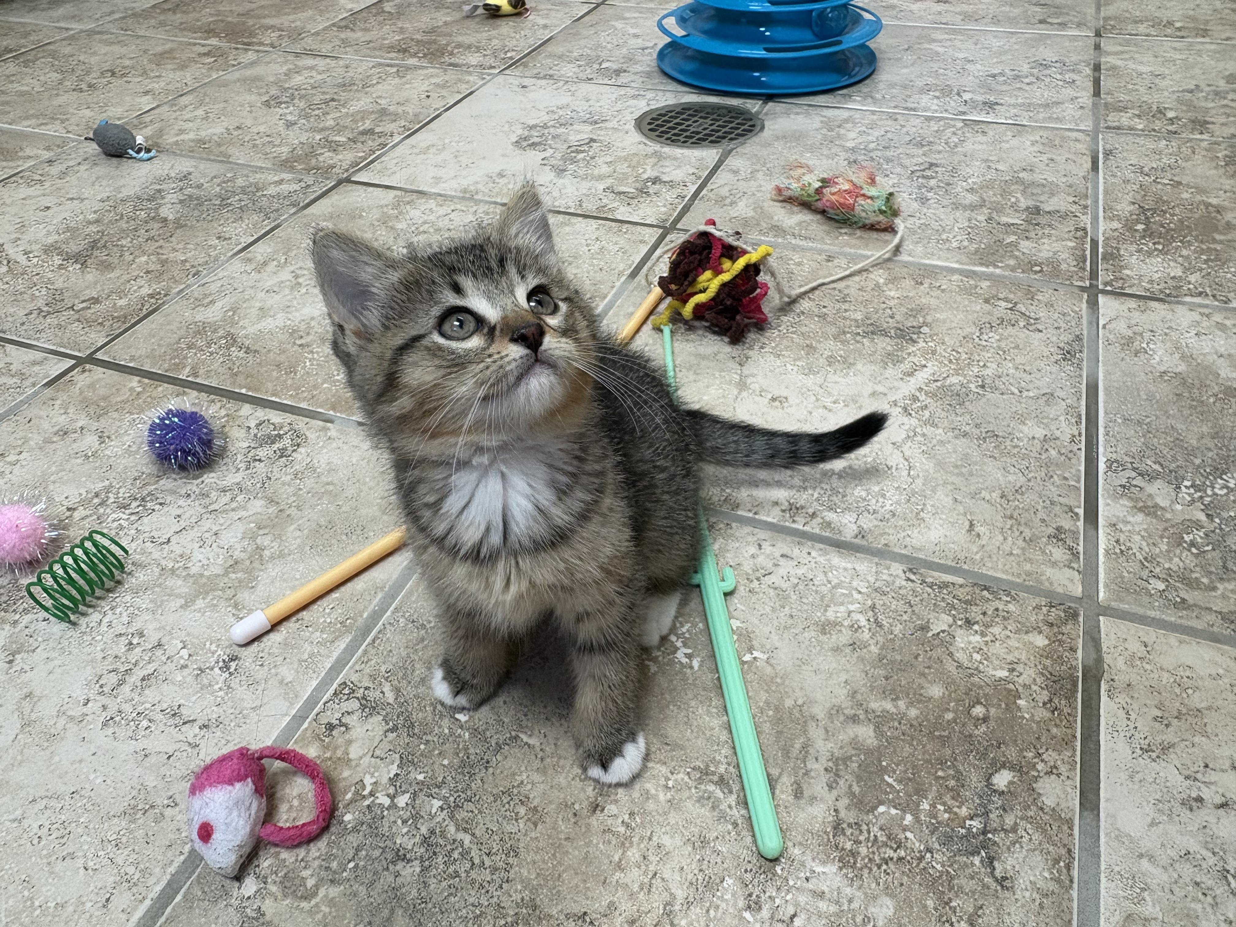 Enlarge Fruit Kittens, a ADOPTABLE mixed breed in Hays, KS image 4/4