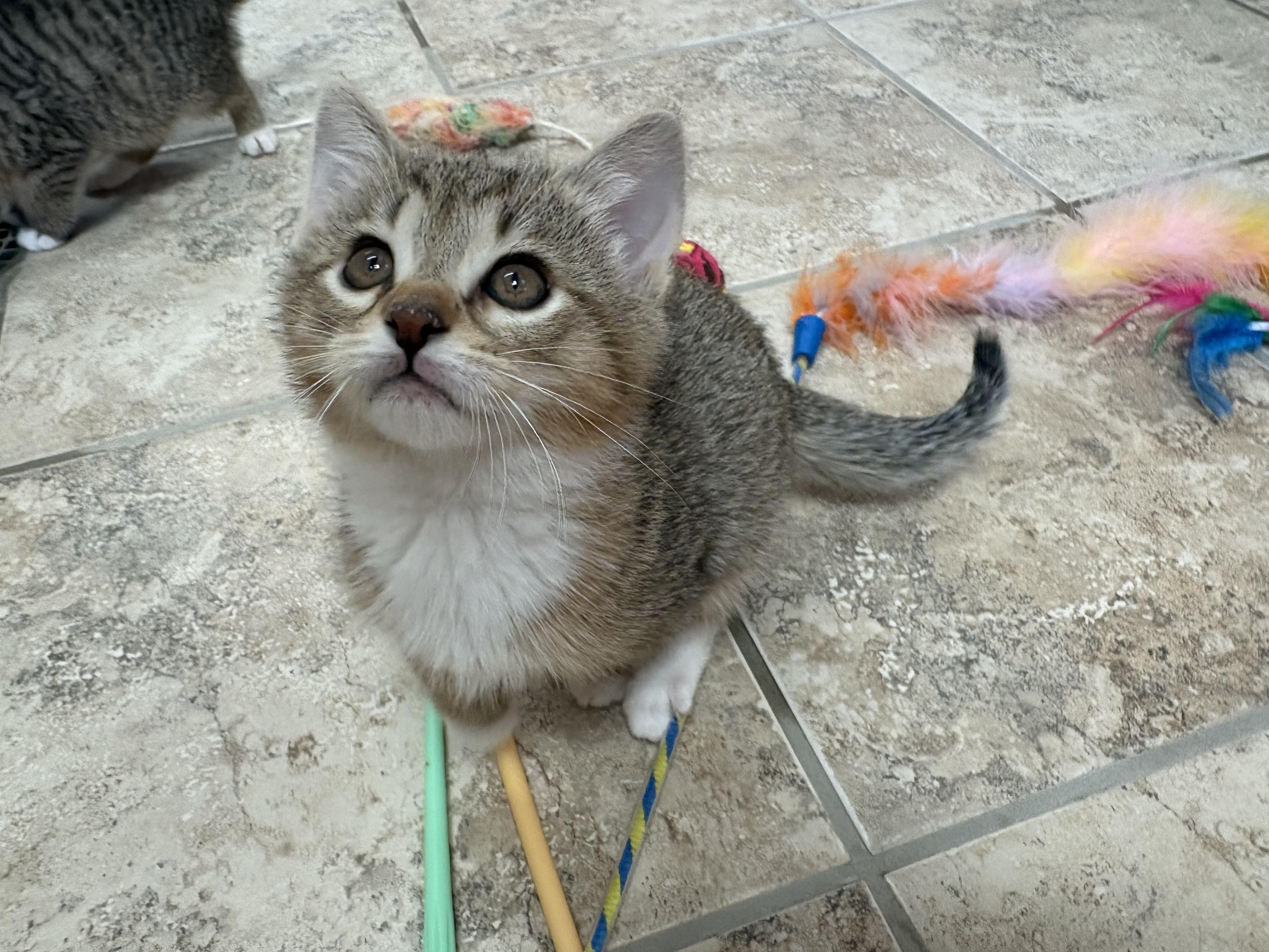 Enlarge Fruit Kittens, a ADOPTABLE mixed breed in Hays, KS image 3/4