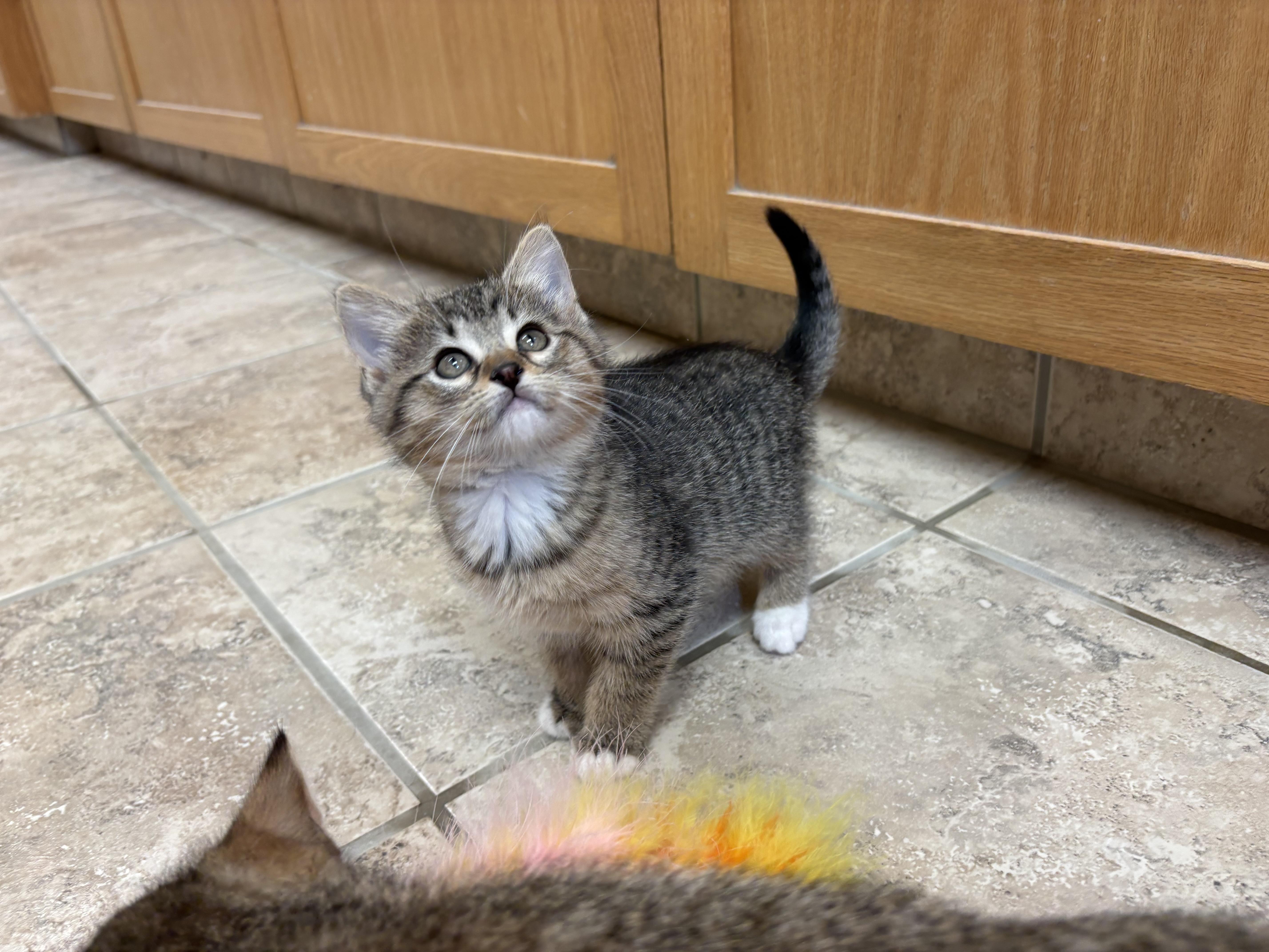 Enlarge Fruit Kittens, a ADOPTABLE mixed breed in Hays, KS image 2/4