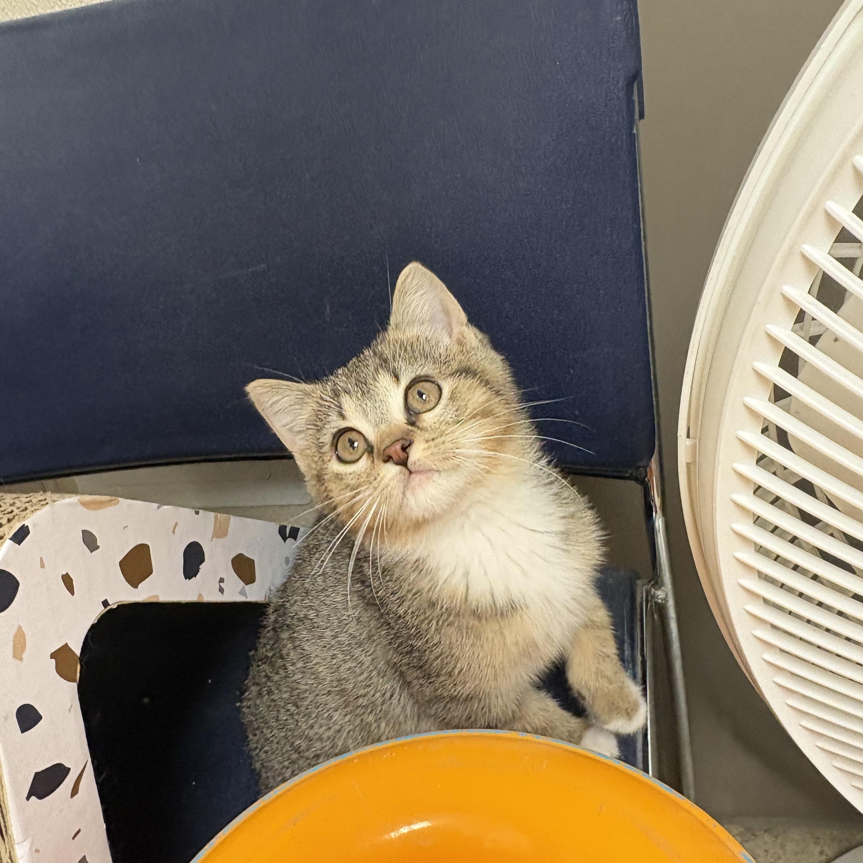 Fruit Kittens, ADOPTABLE, Young Male Domestic Short Hair.