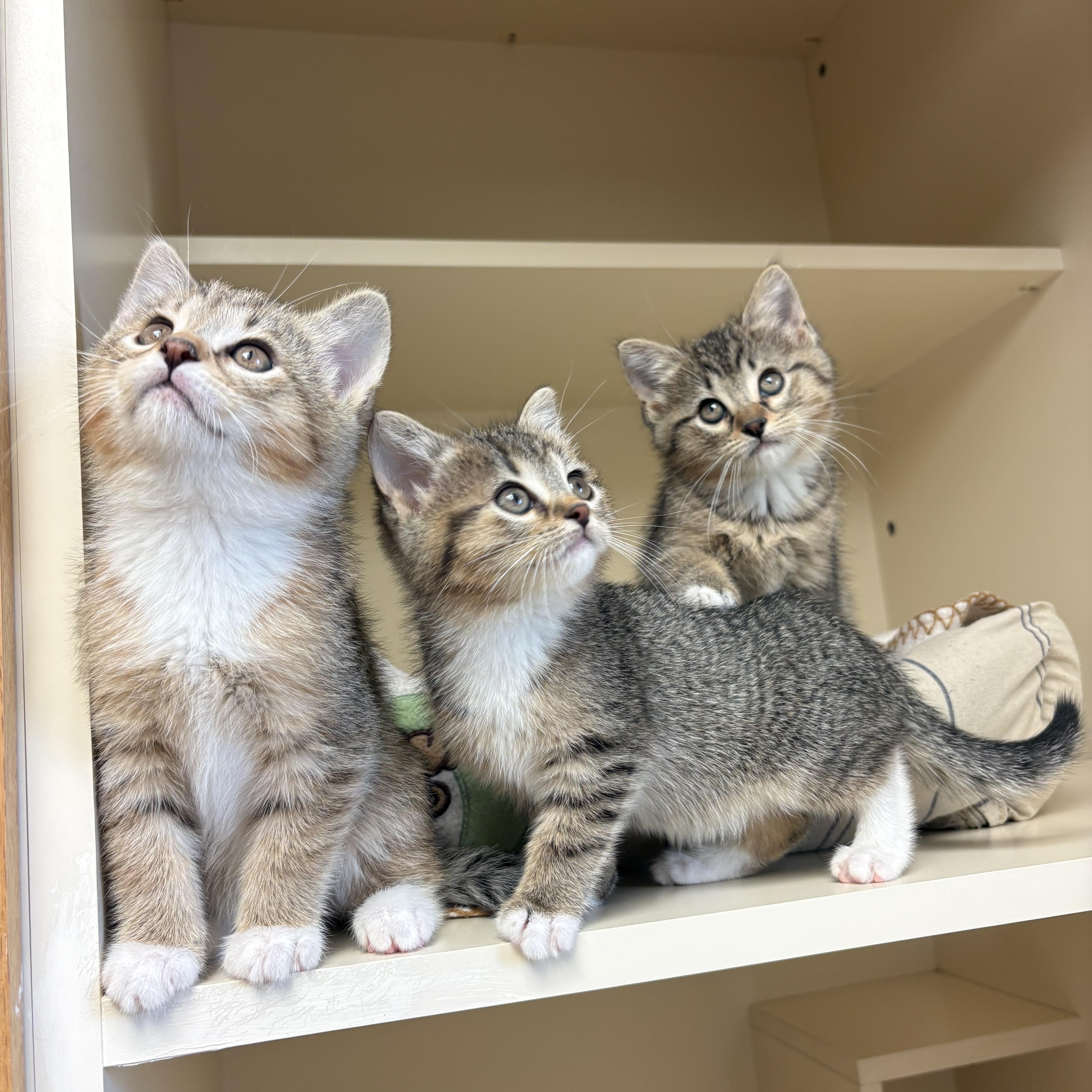 Fruit Kittens, ADOPTABLE, Young Male Domestic Short Hair.